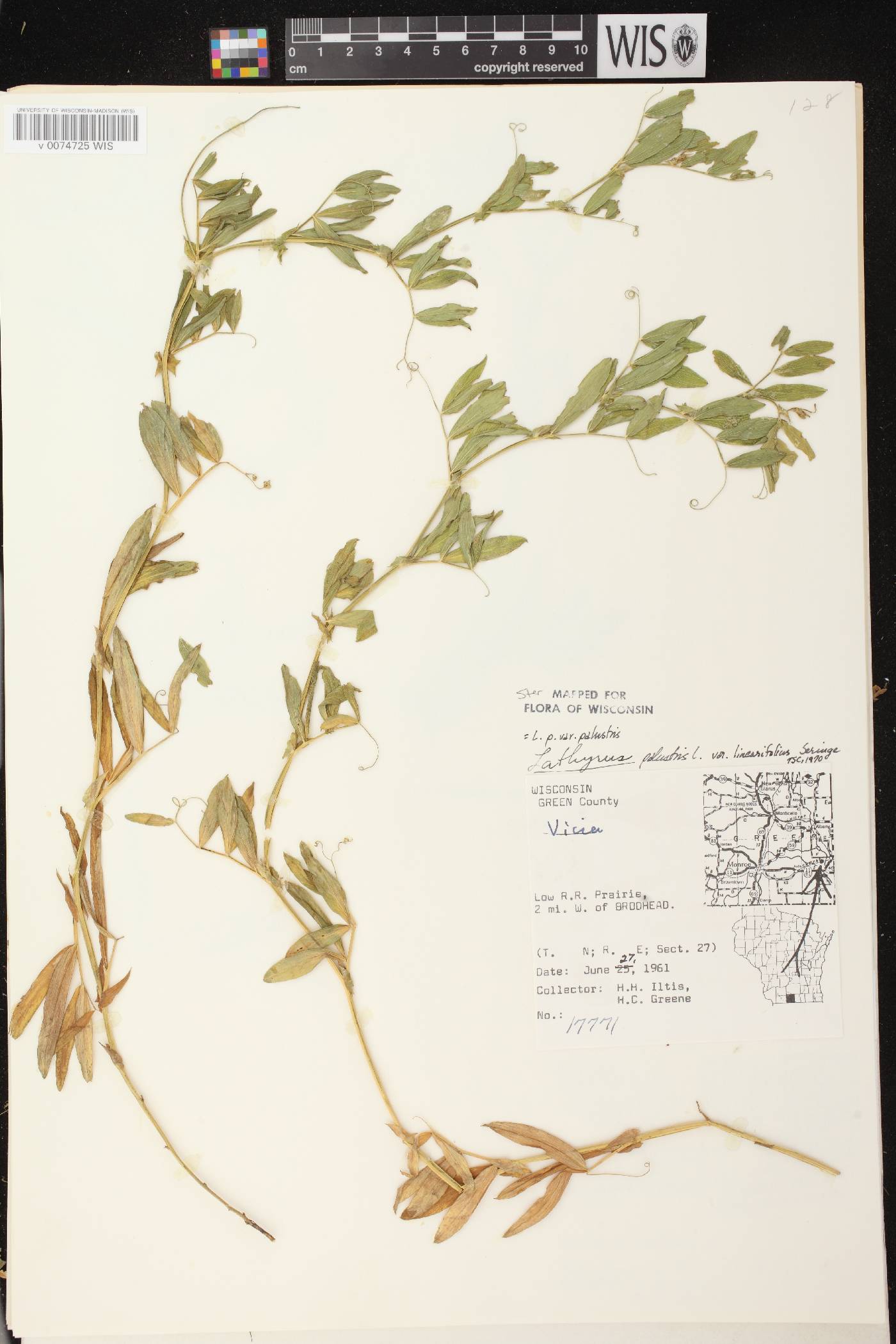 Lathyrus palustris image