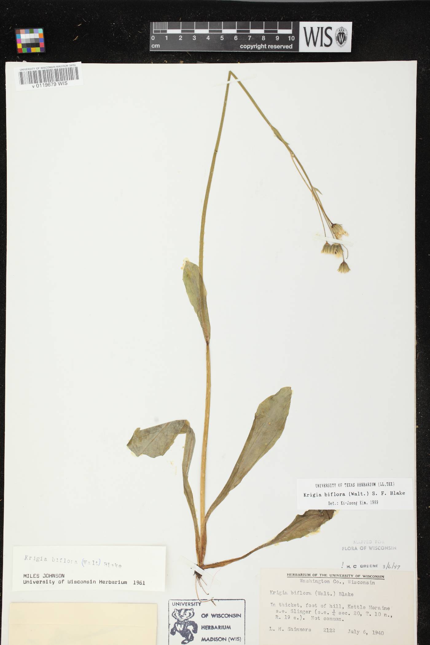 Krigia biflora image
