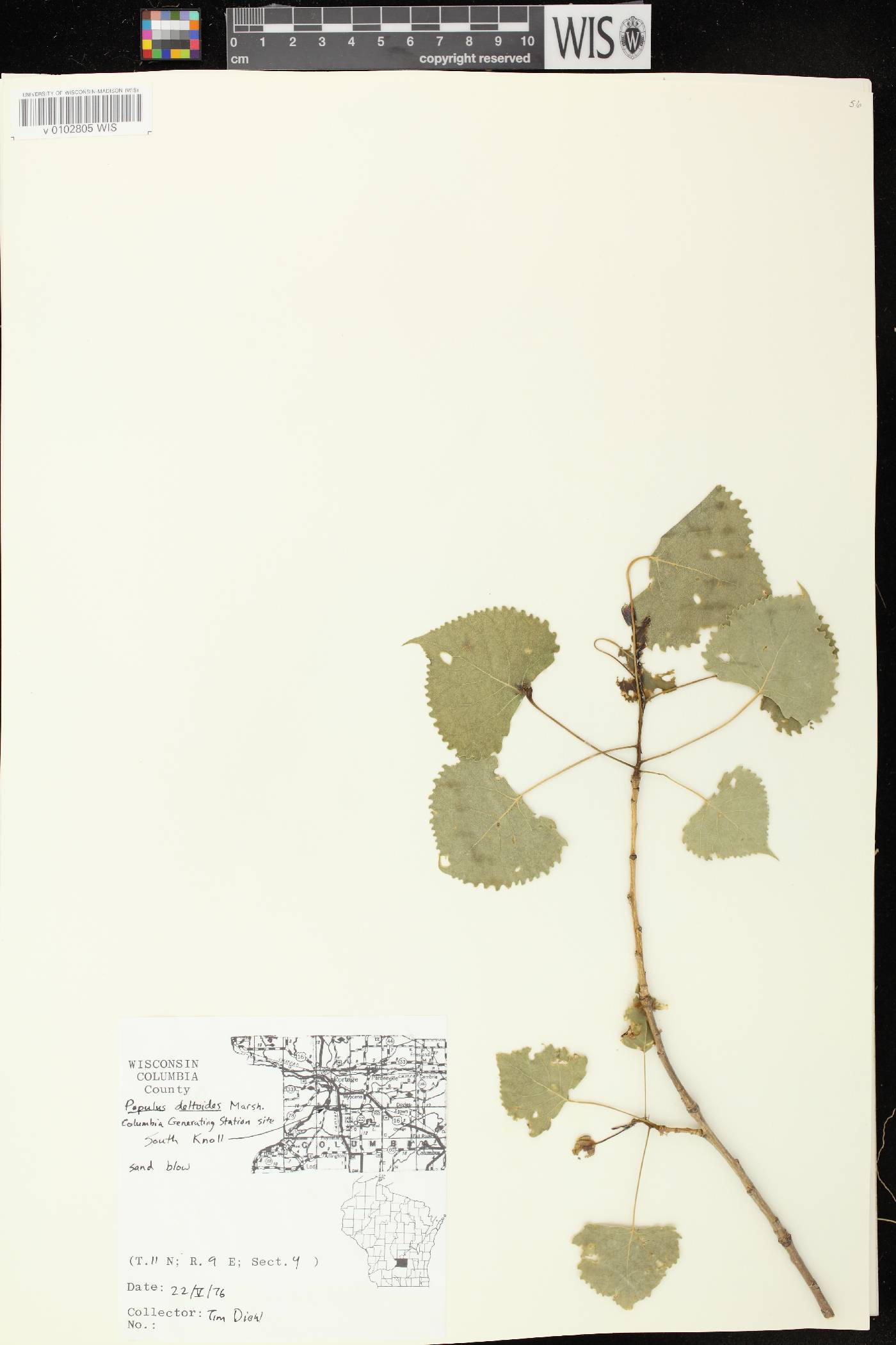 Populus deltoides image