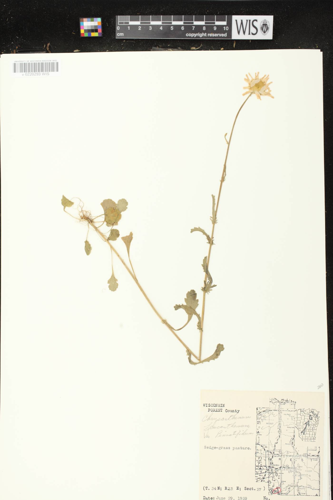 Leucanthemum vulgare image