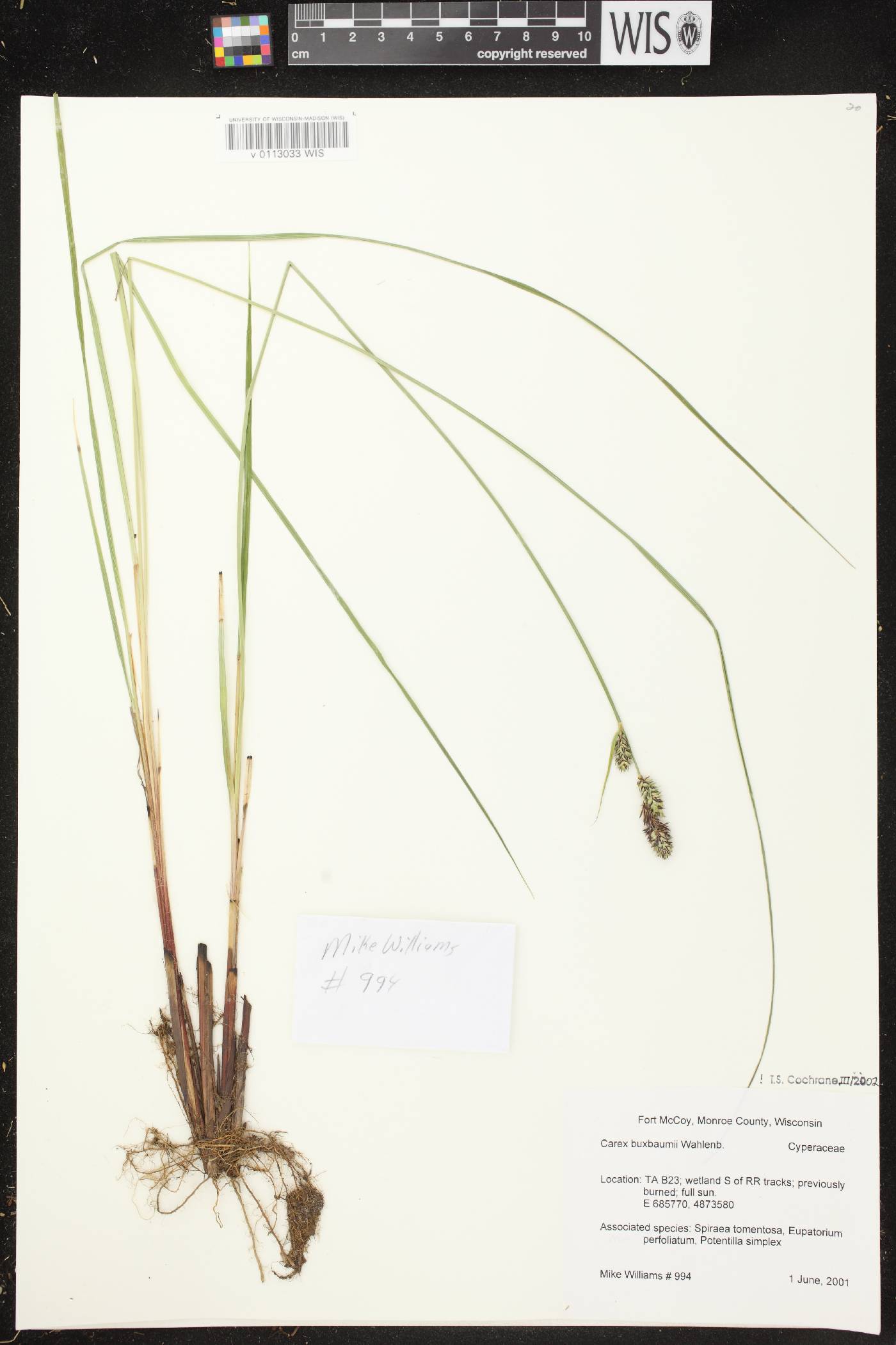 Carex buxbaumii image