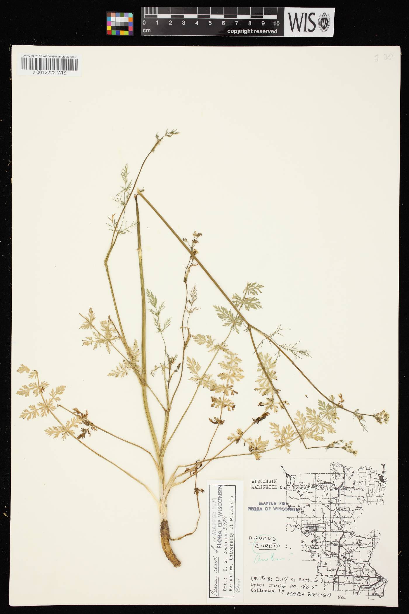 Carum carvi image