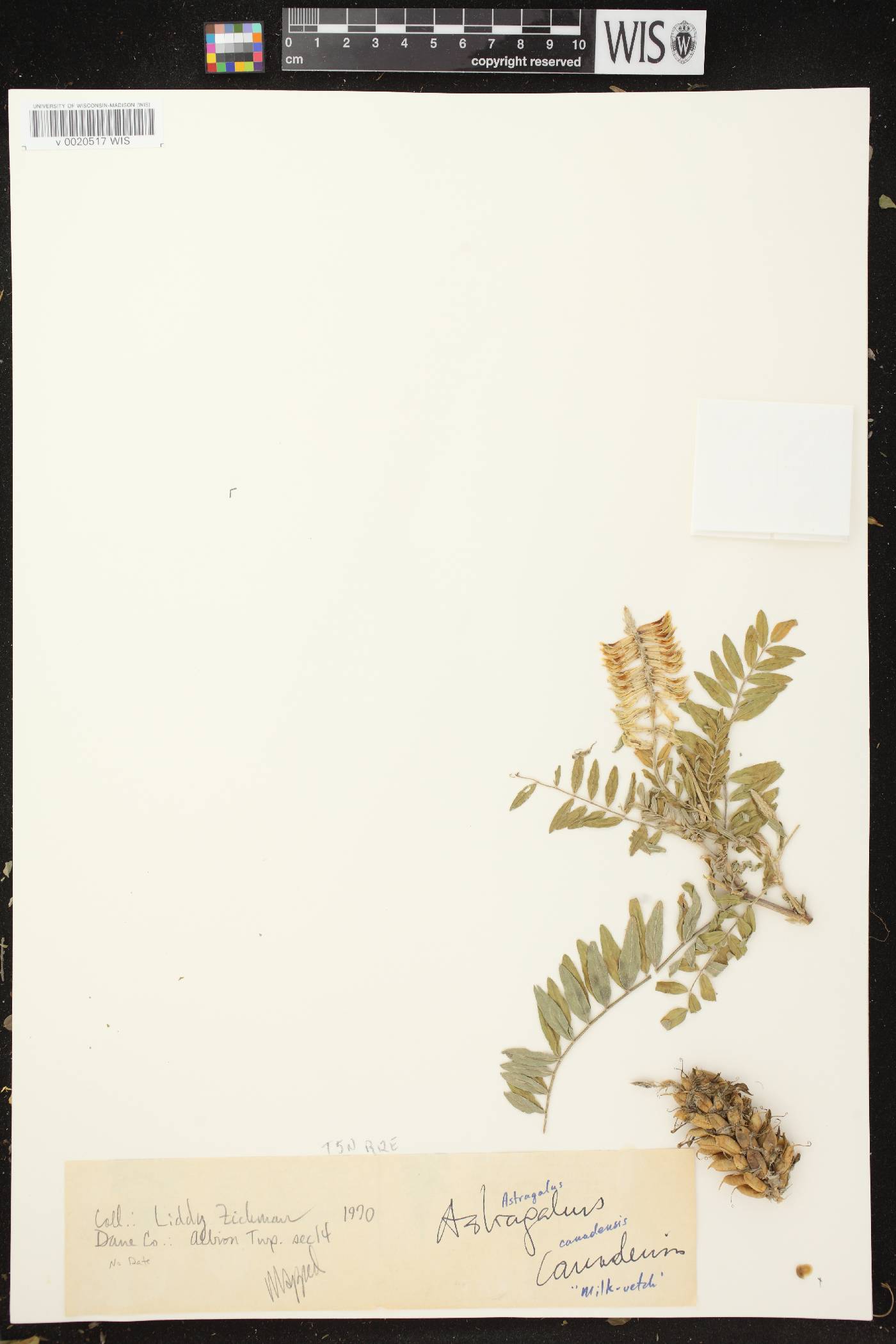 Astragalus canadensis var. canadensis image