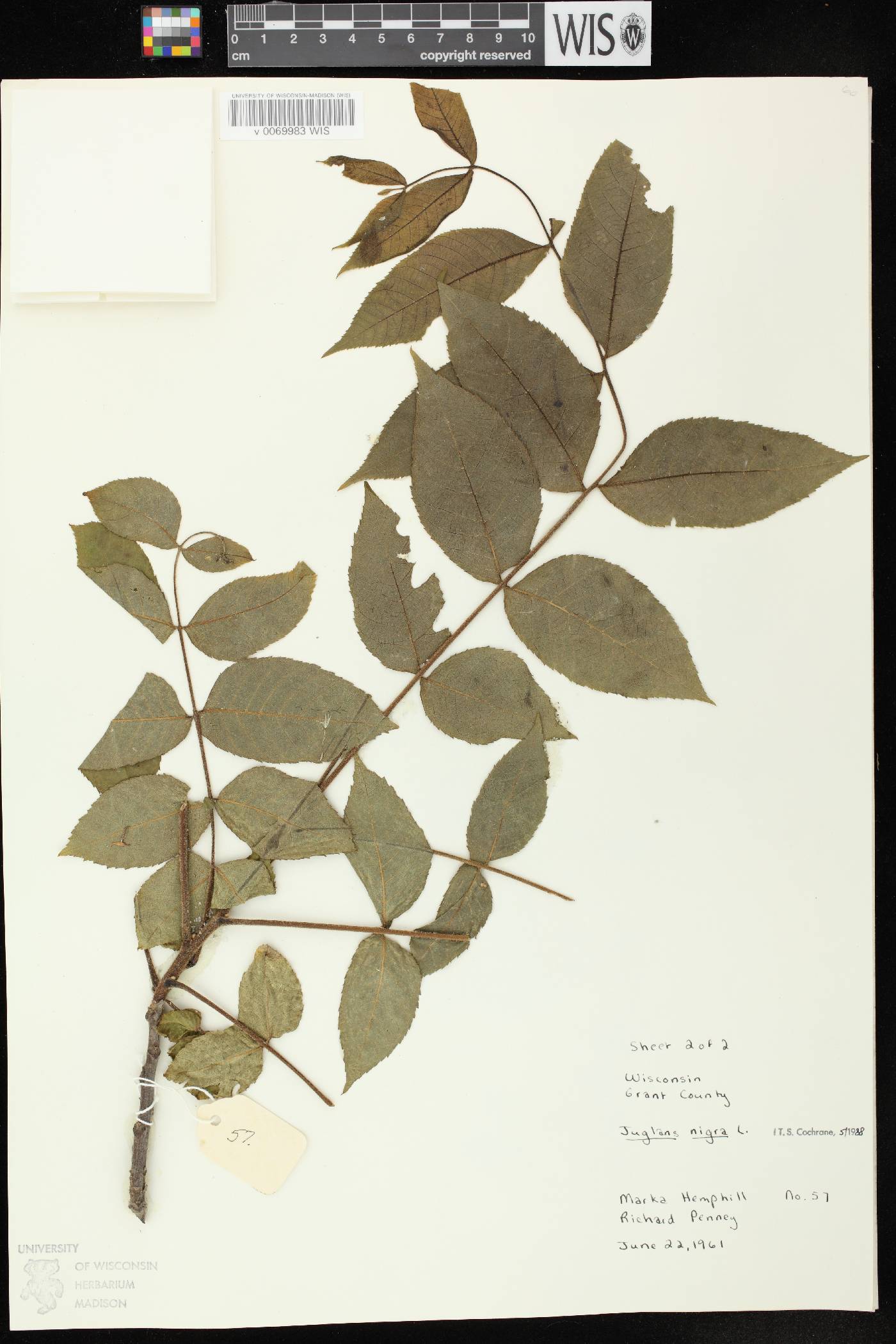 Juglans nigra image