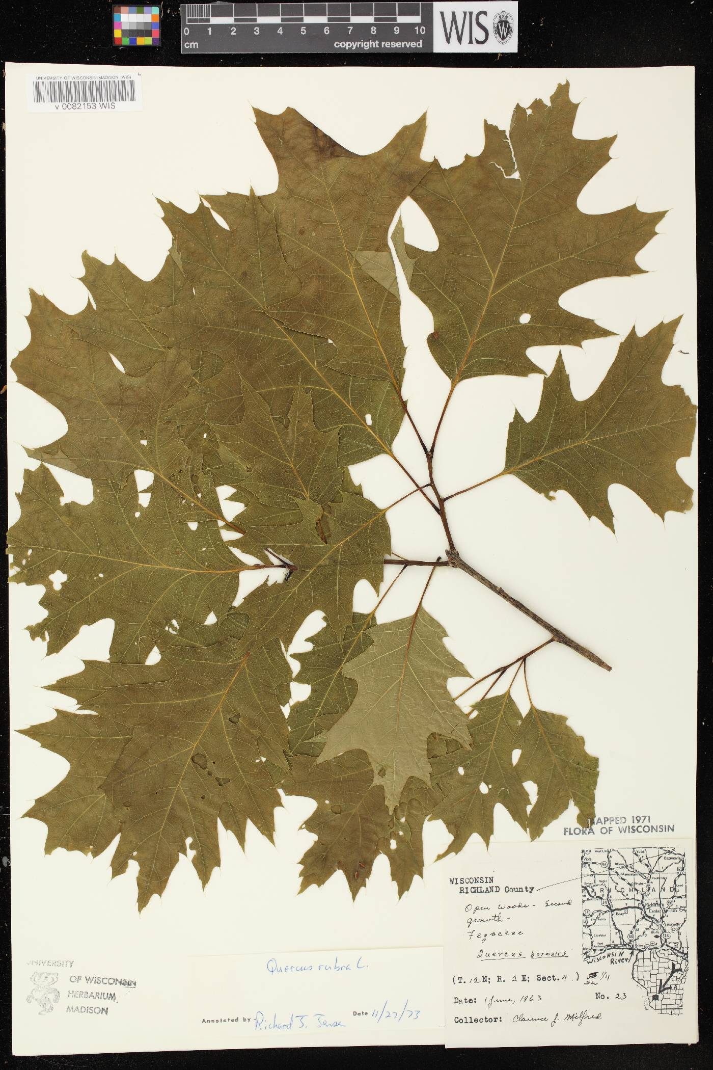Quercus rubra image