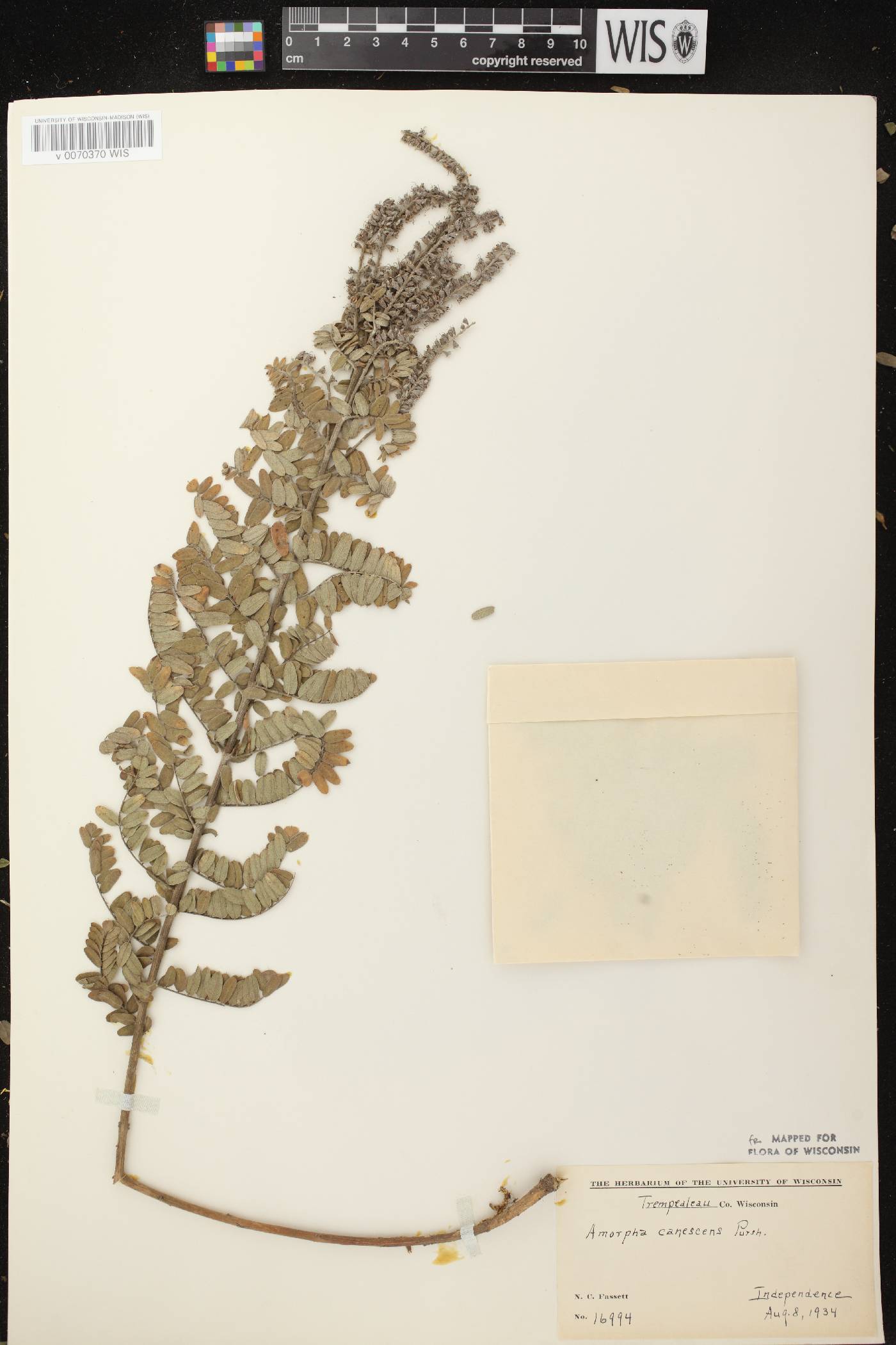 Amorpha canescens image