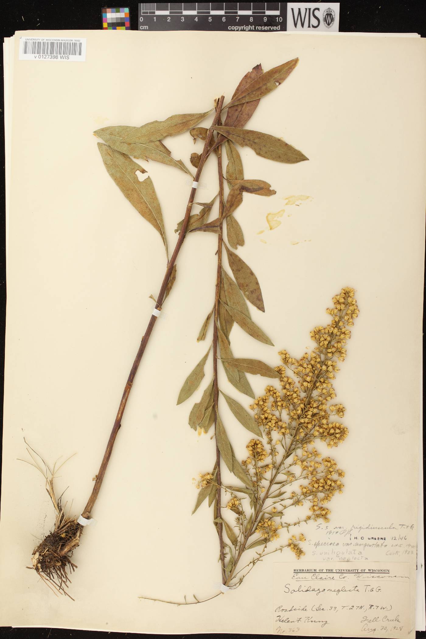 Solidago speciosa subsp. speciosa var. rigidiuscula image