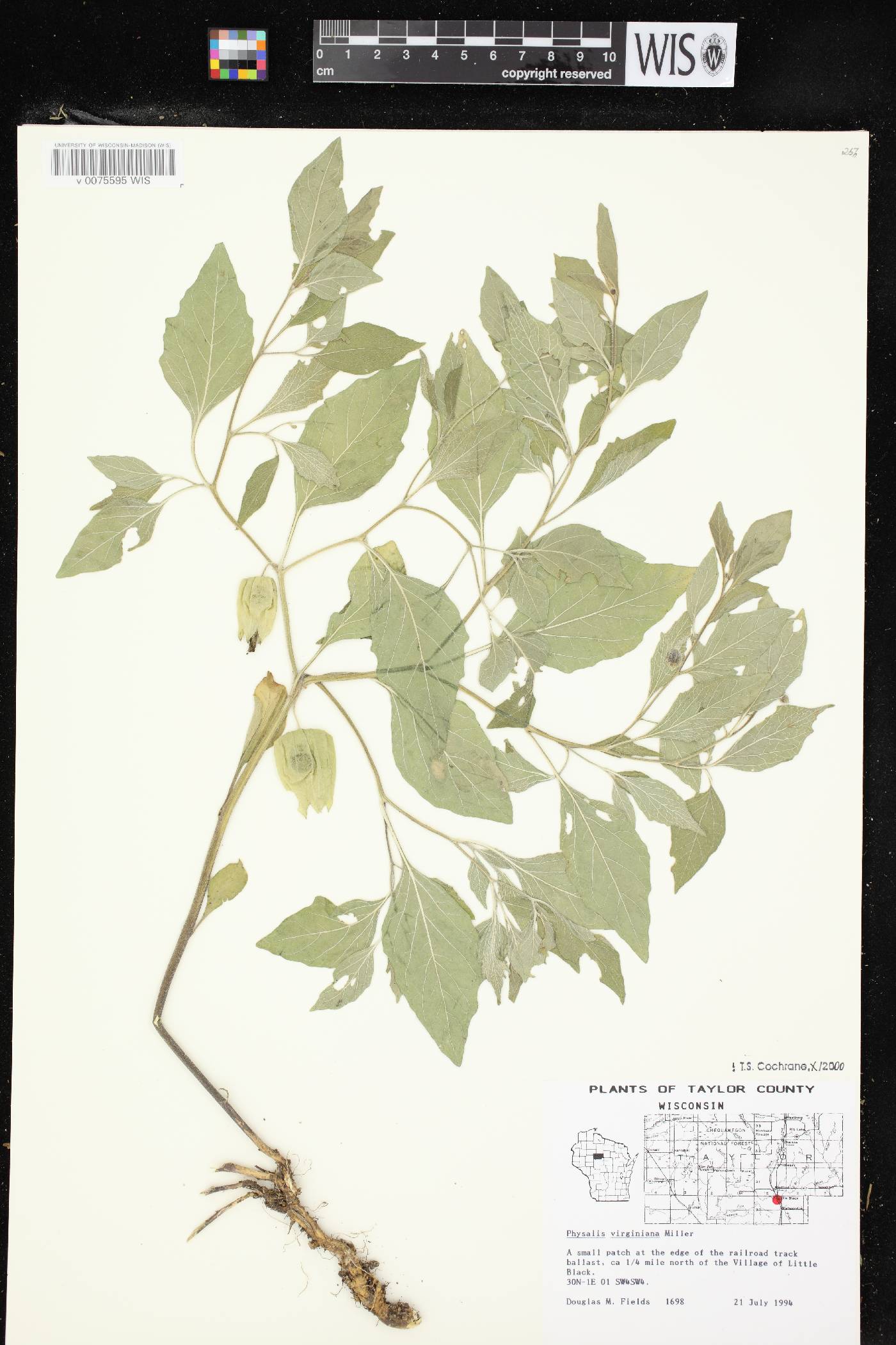 Physalis virginiana var. virginiana image