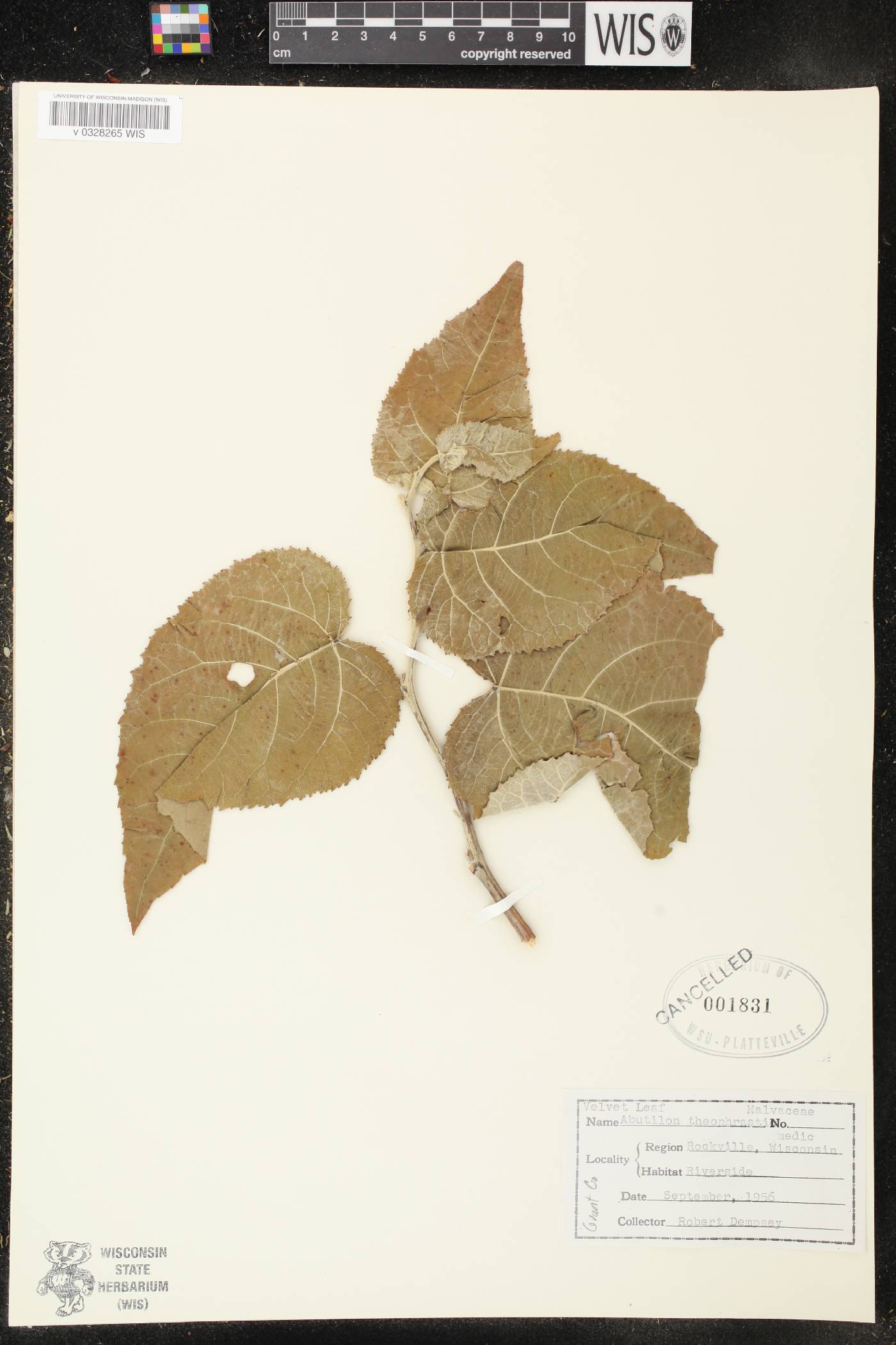 Populus grandidentata image