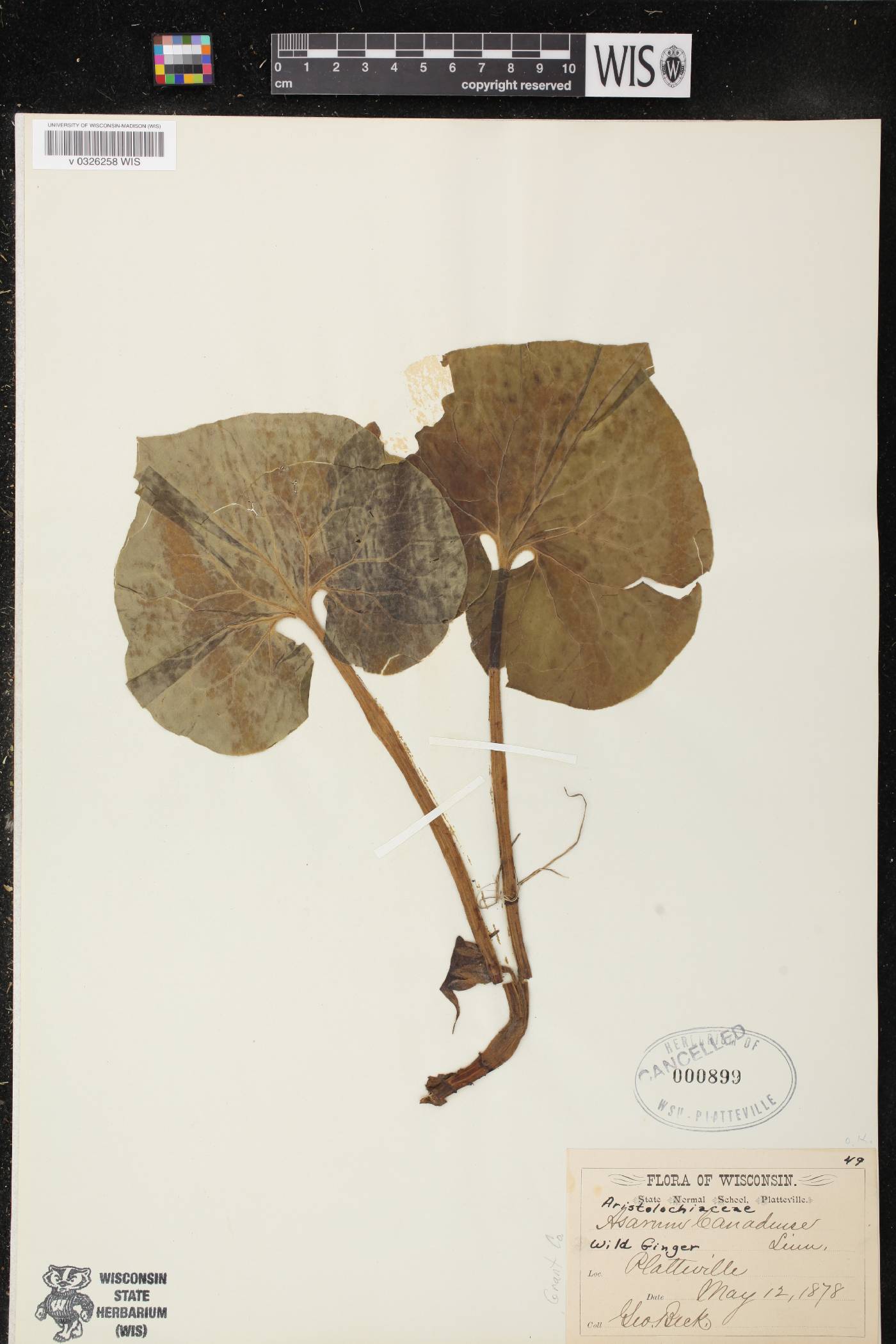 Asarum canadense image