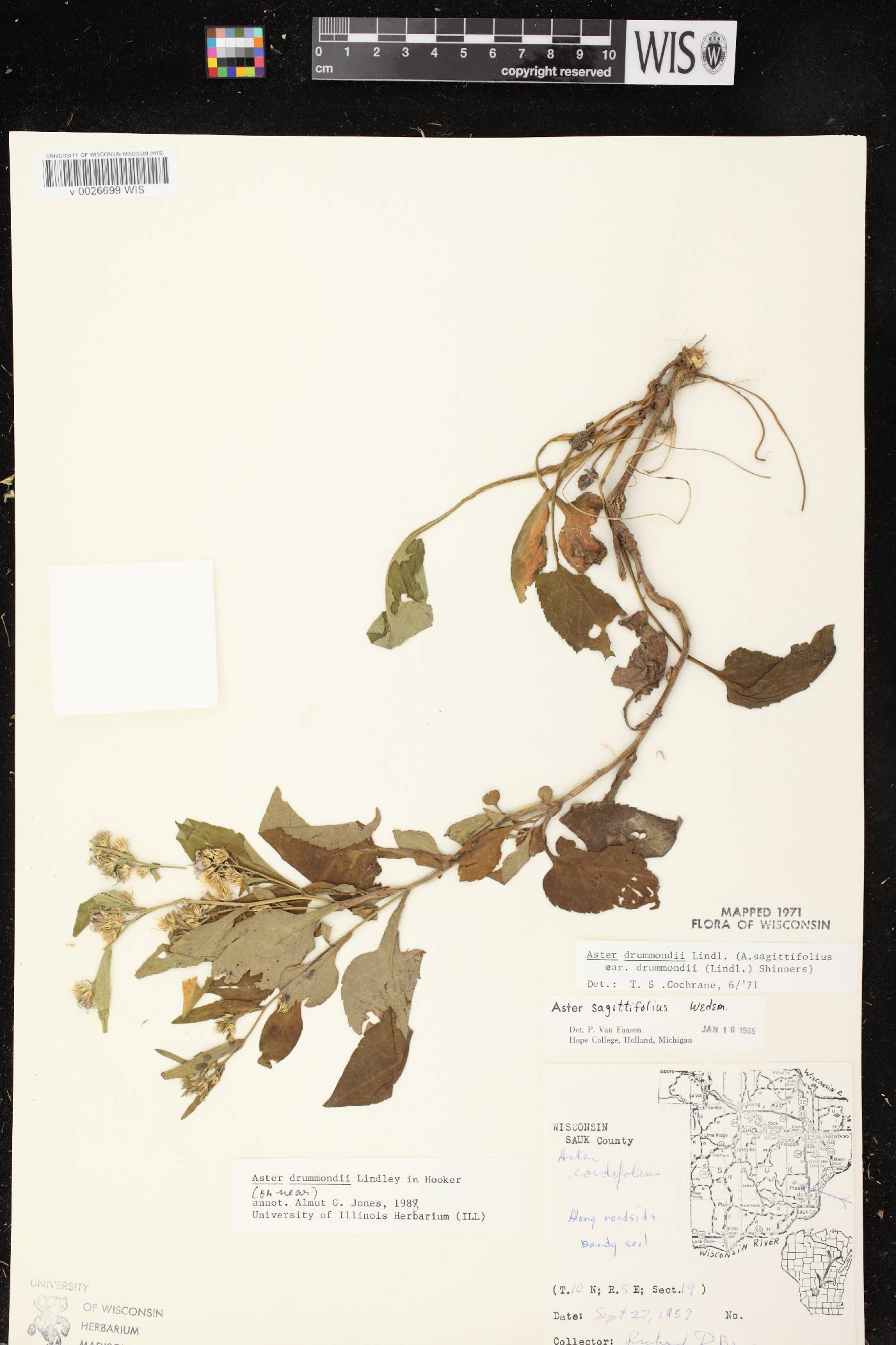 Symphyotrichum drummondii image