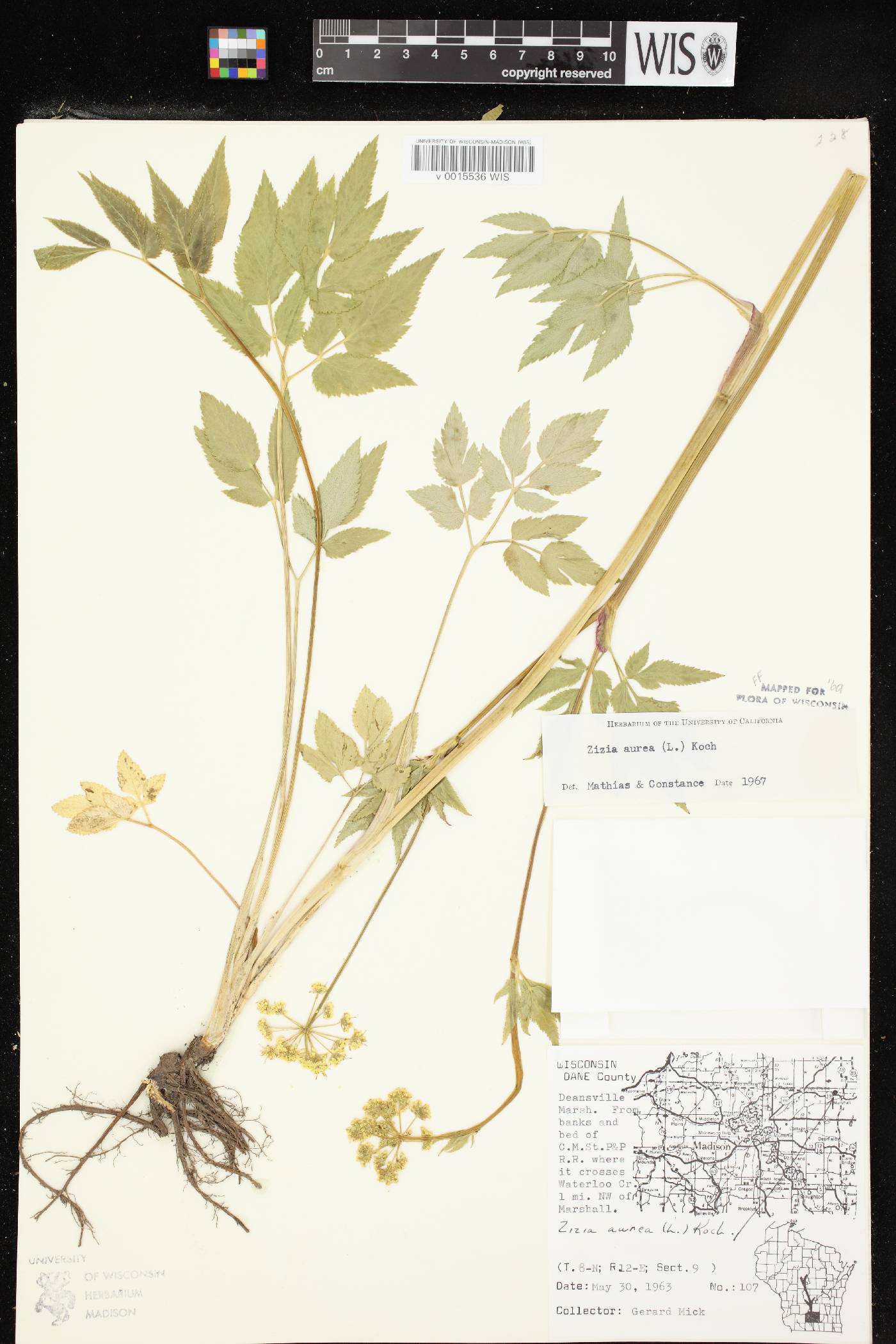 Zizia aurea image