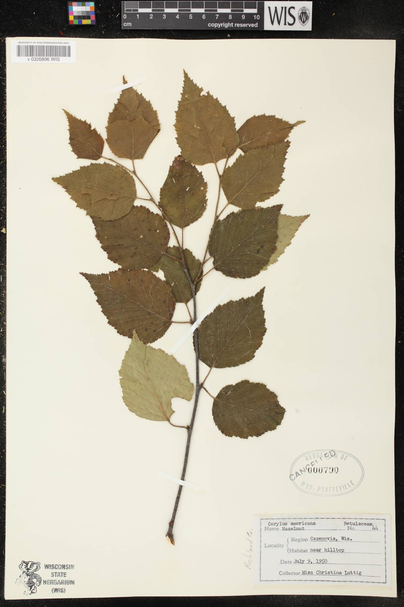 Corylus americana image