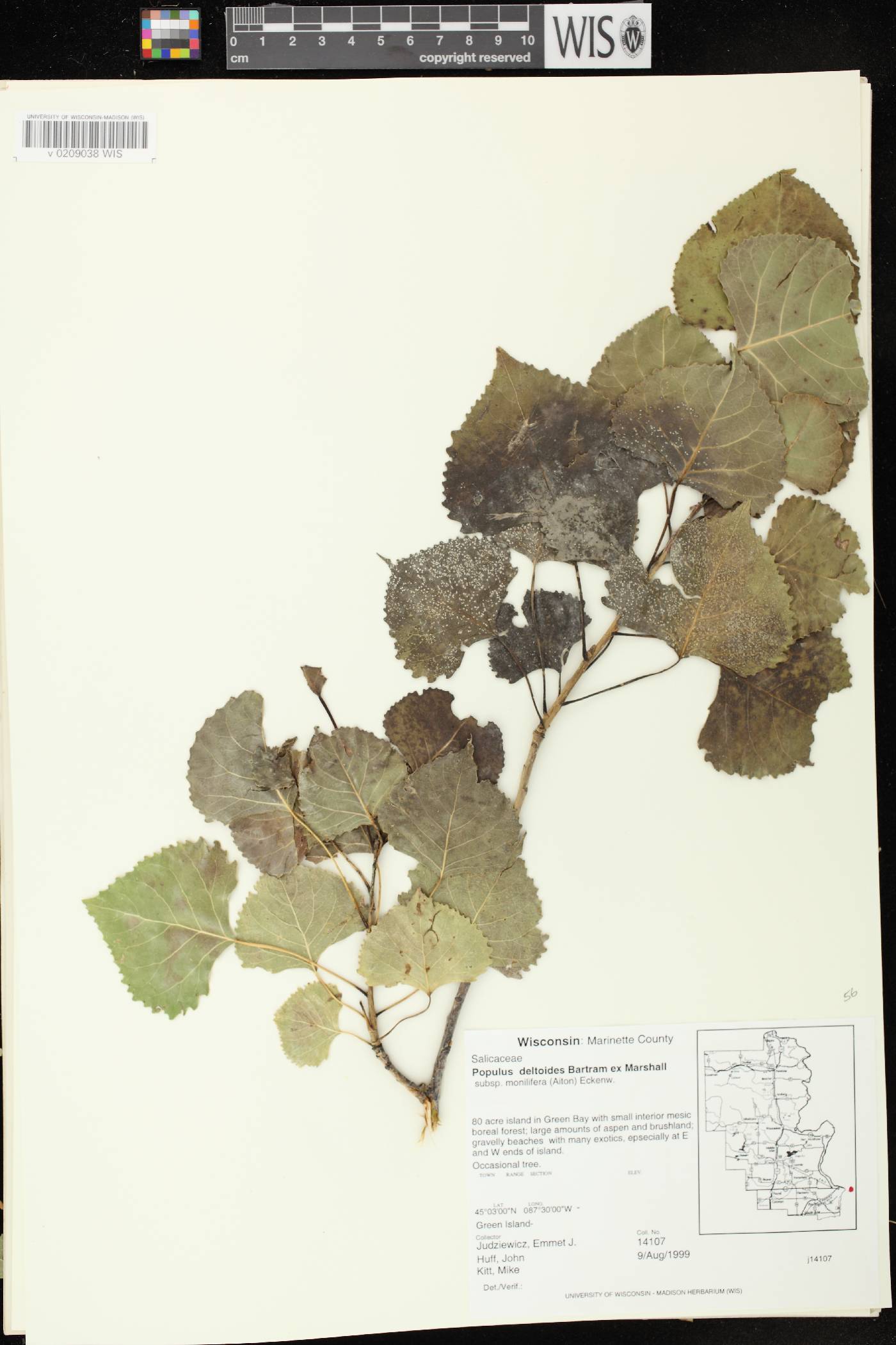 Populus deltoides image