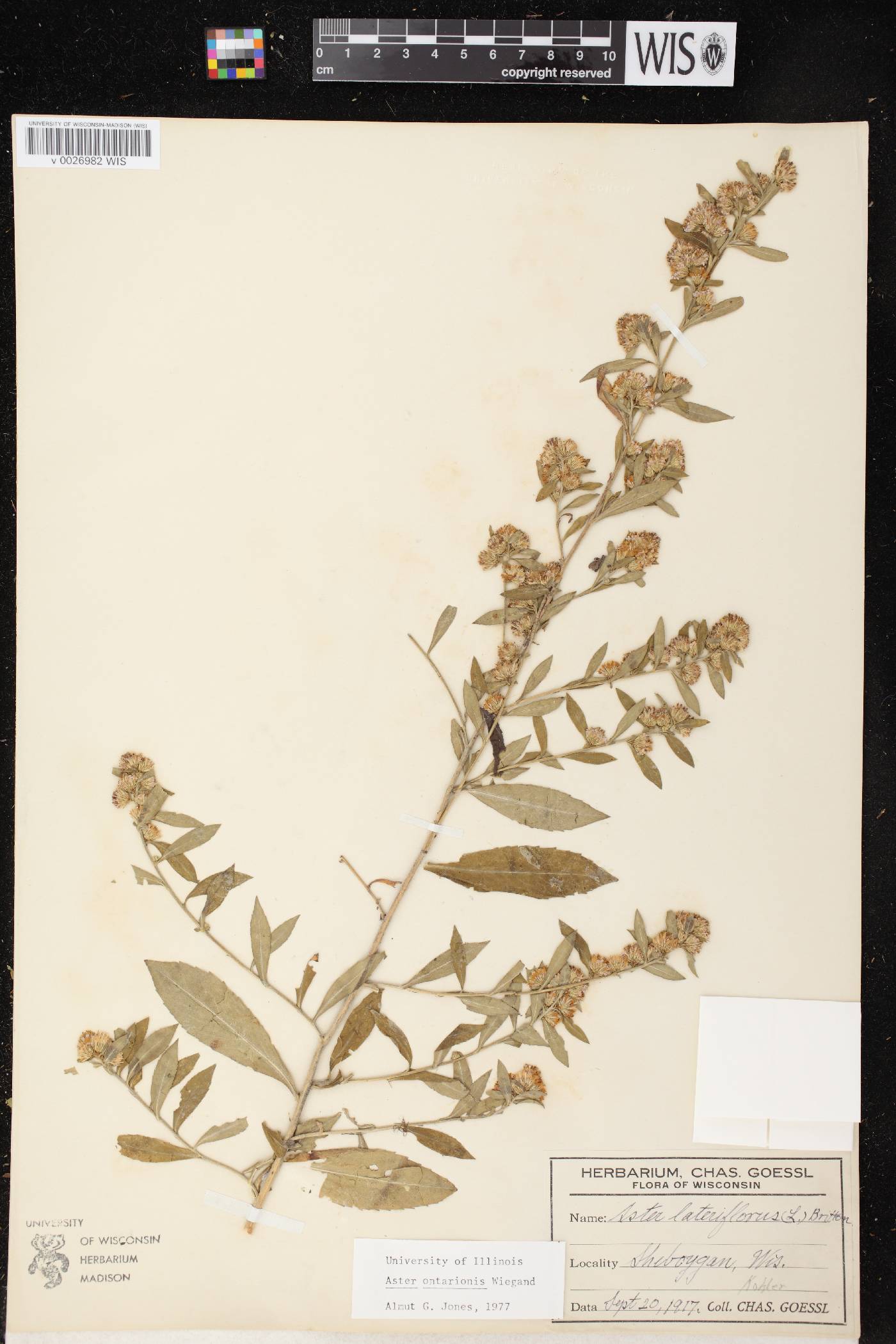 Symphyotrichum ontarionis image
