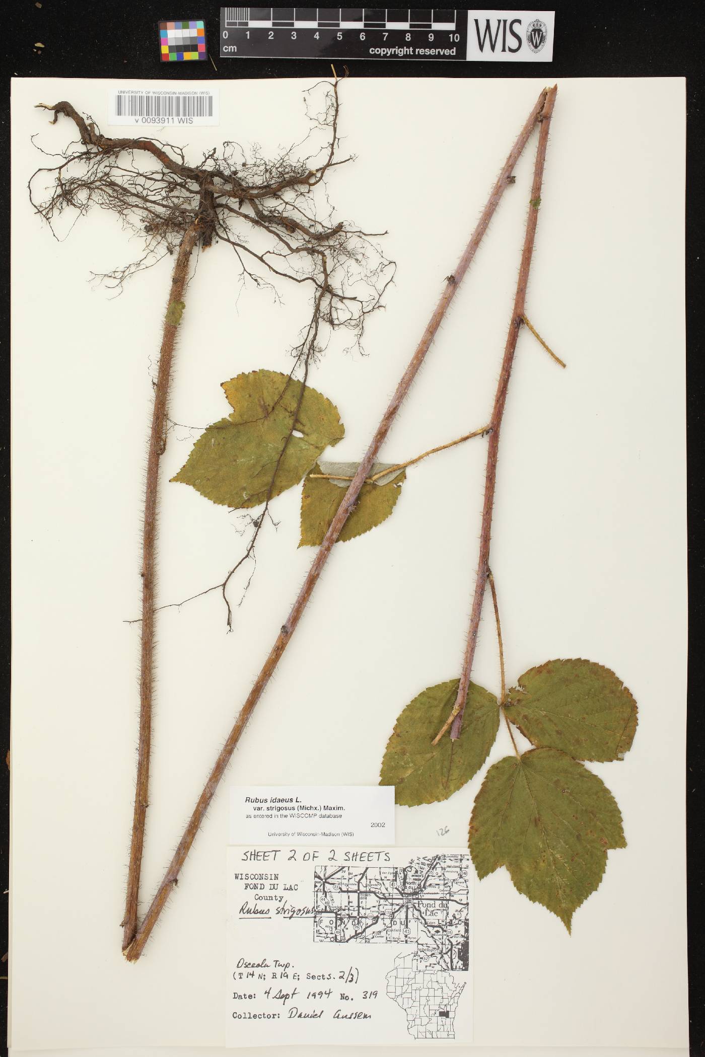 Rubus idaeus subsp. strigosus image