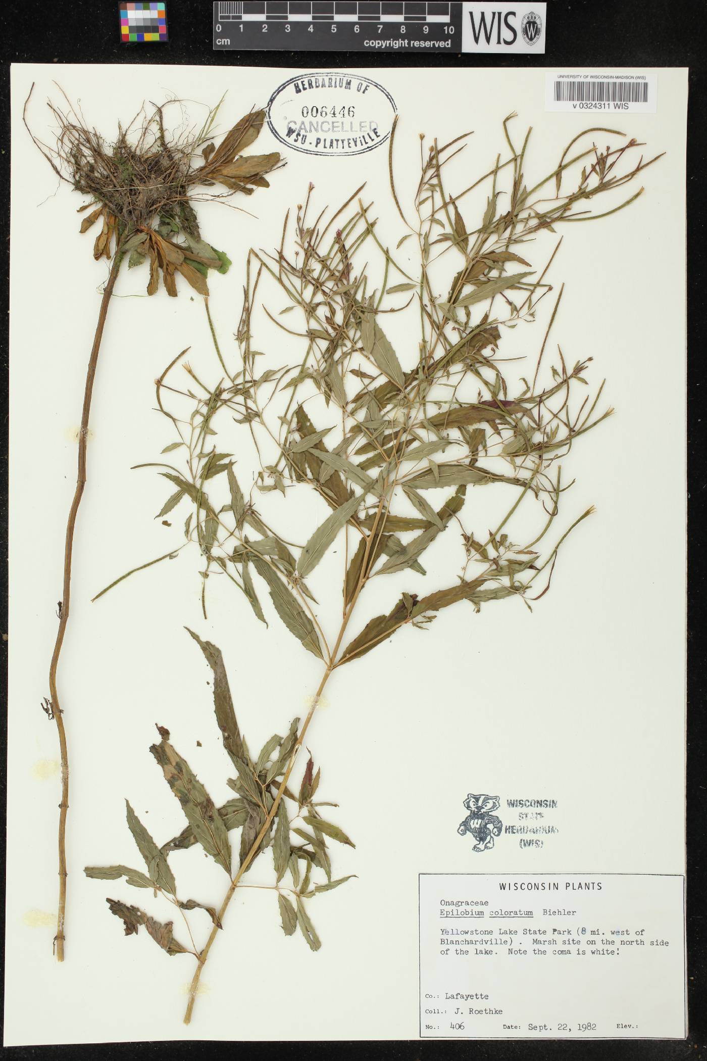 Epilobium coloratum image