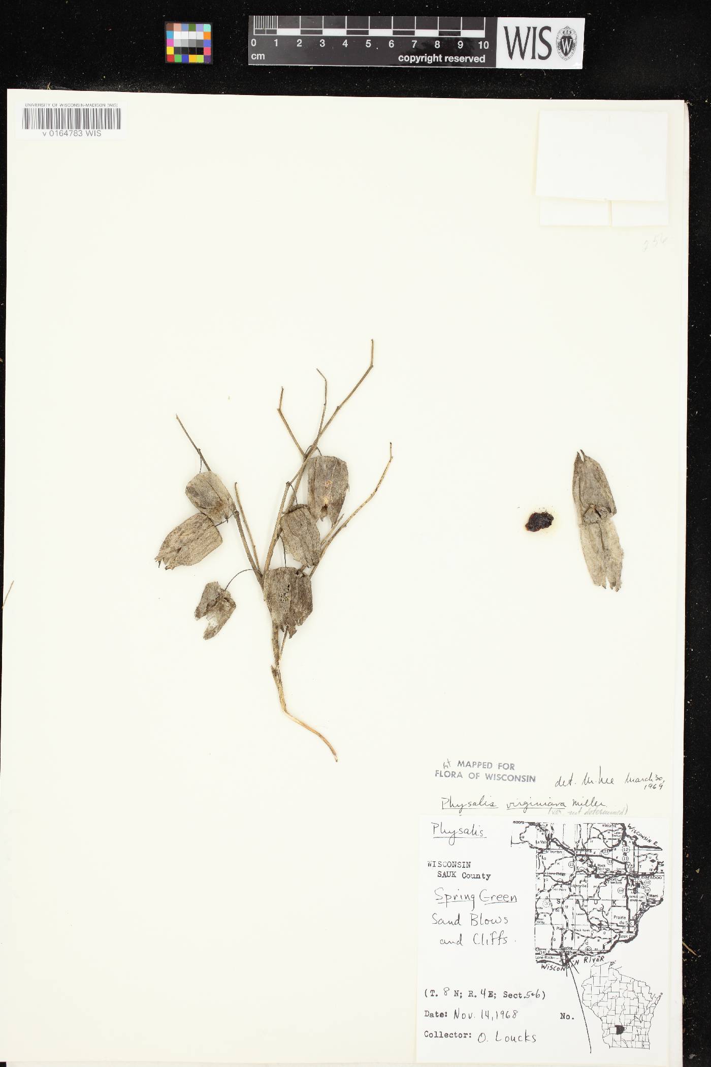 Physalis virginiana image