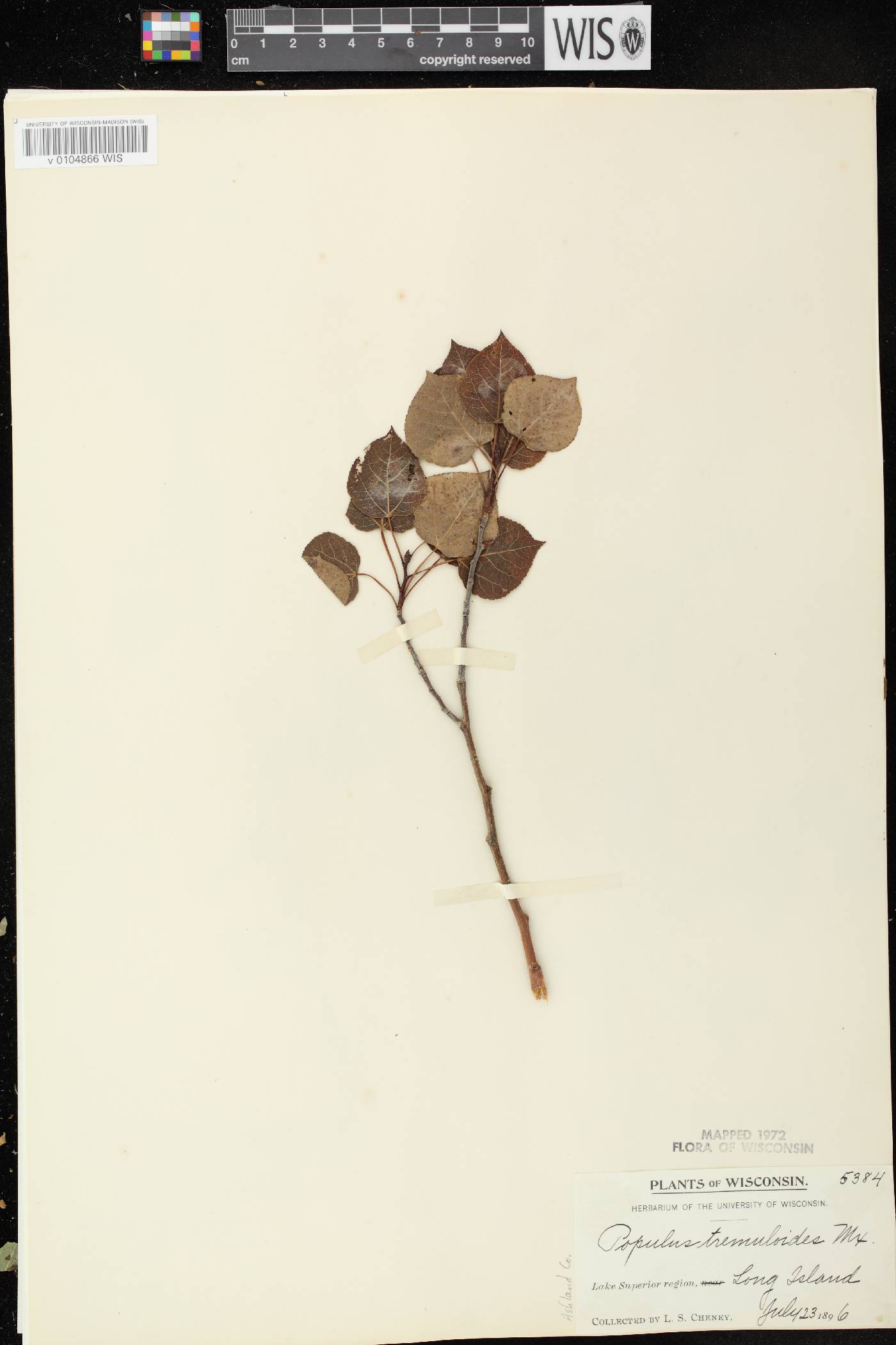 Populus tremuloides image