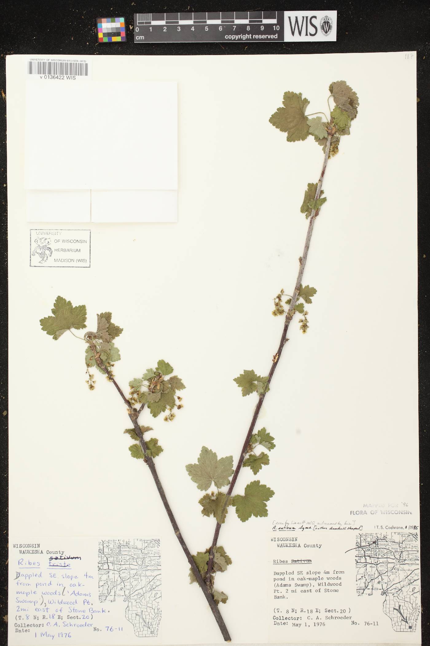 Ribes rubrum image