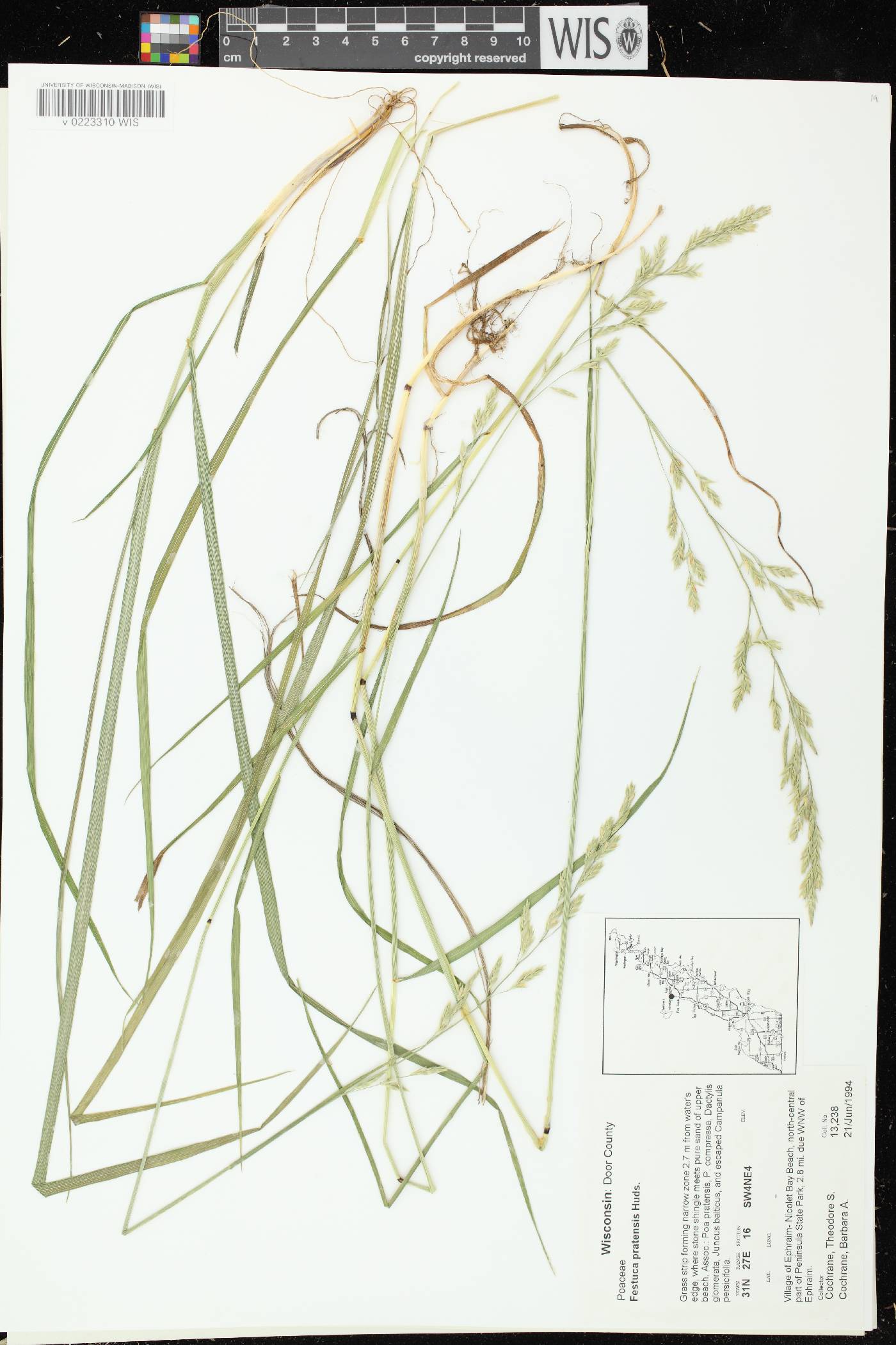Lolium pratense image