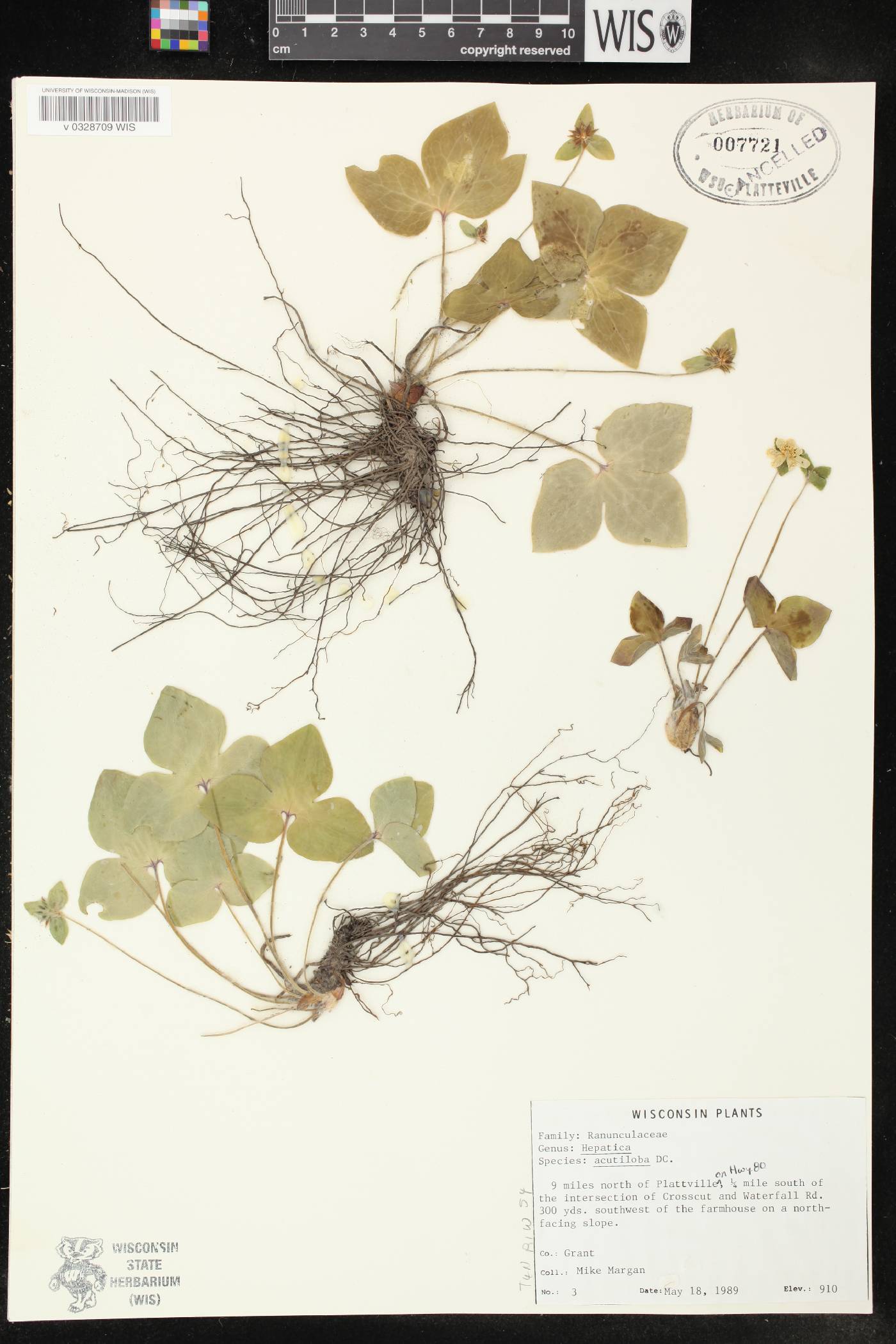 Anemone acutiloba image