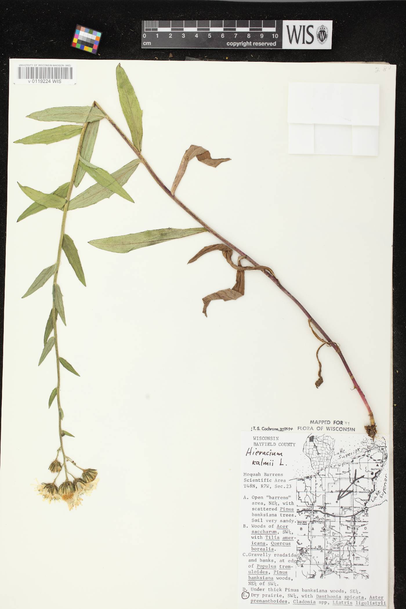 Hieracium umbellatum image