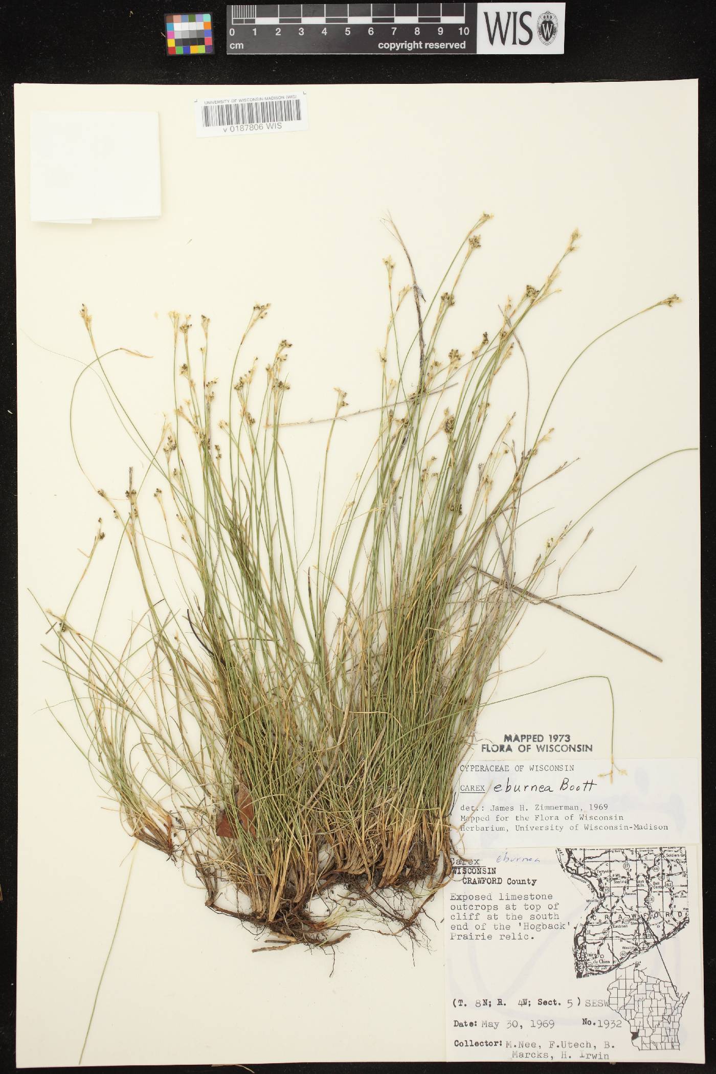 Carex eburnea image