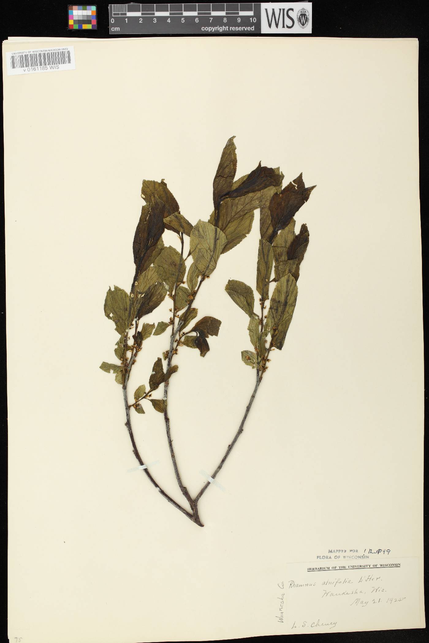 Rhamnus alnifolia image