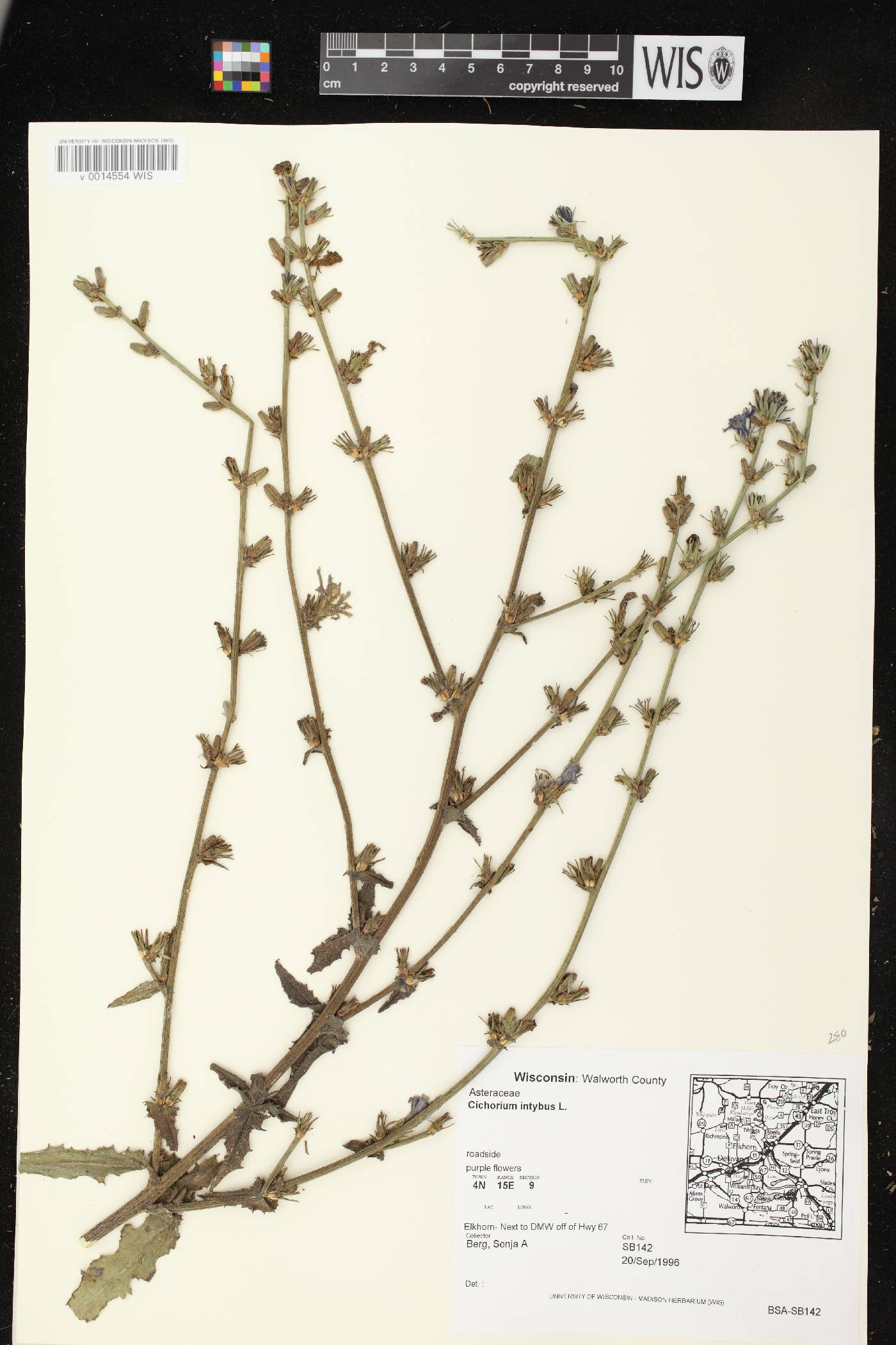 Cichorium intybus image