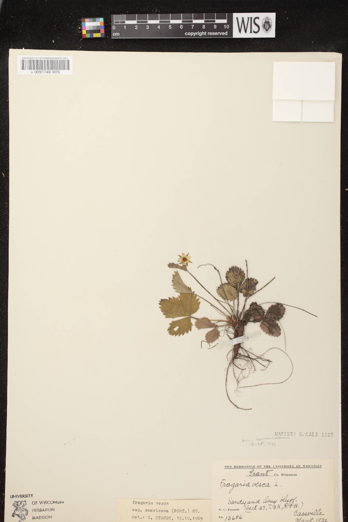 Fragaria vesca subsp. americana image