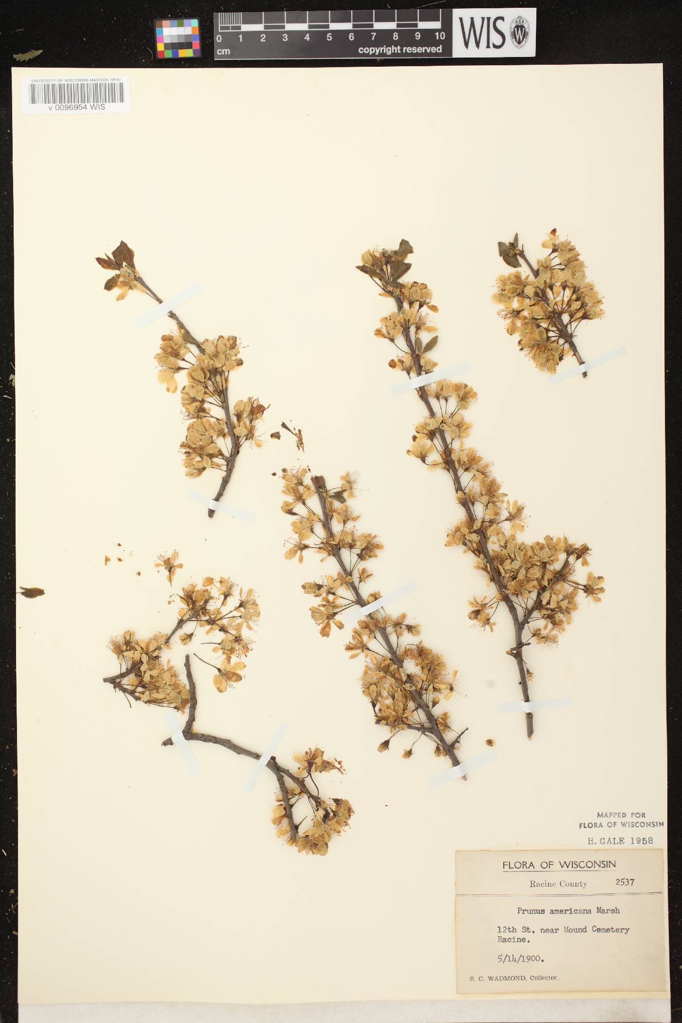 Prunus americana image