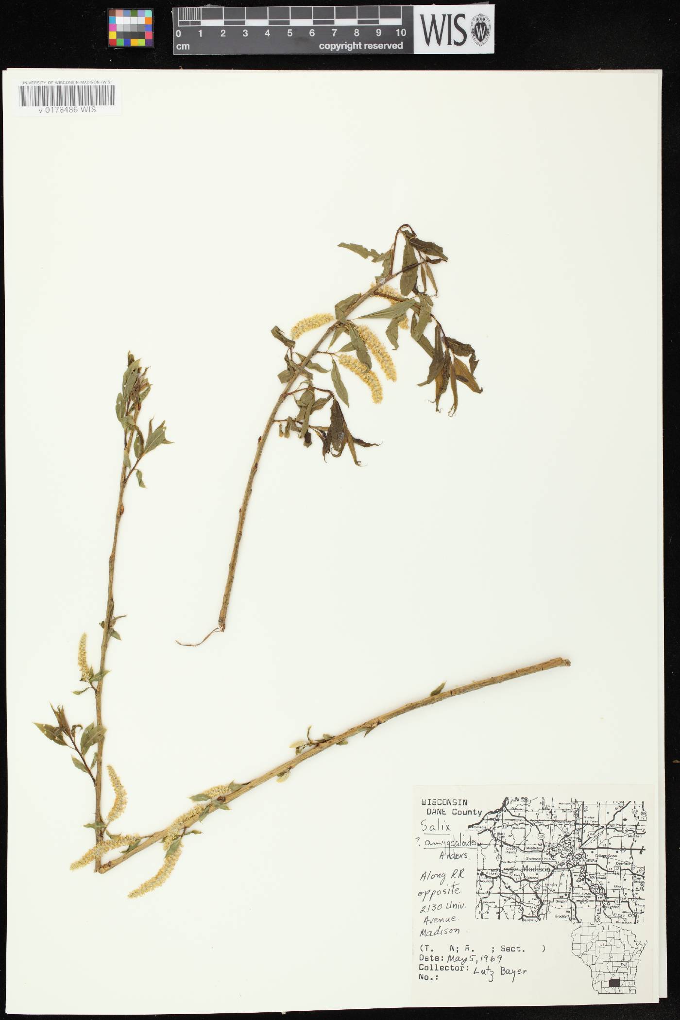 Salix amygdaloides image