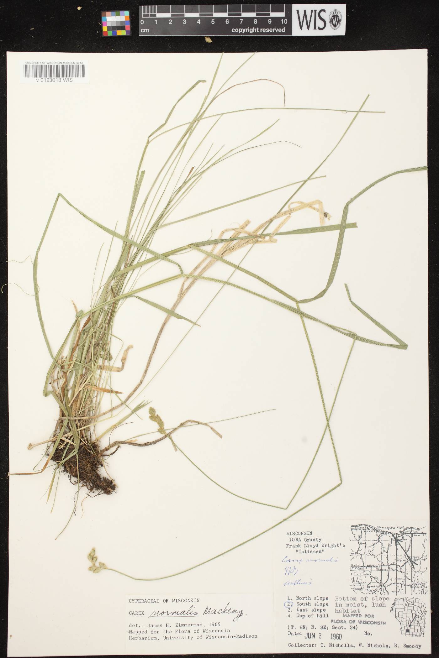 Carex normalis image