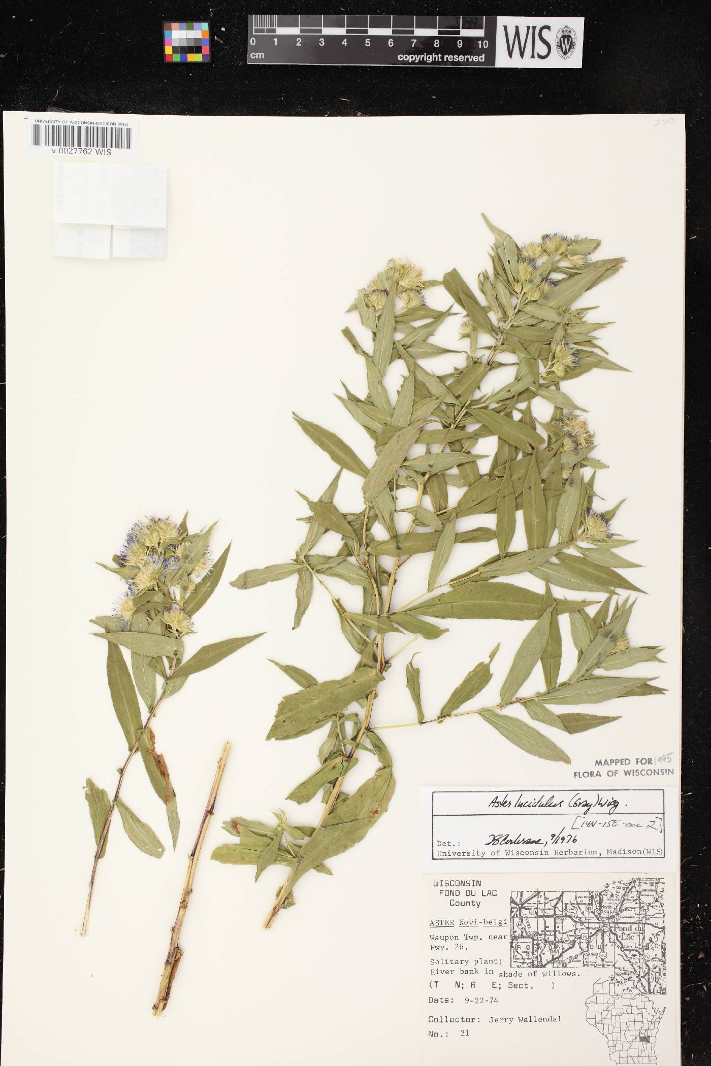 Symphyotrichum firmum image