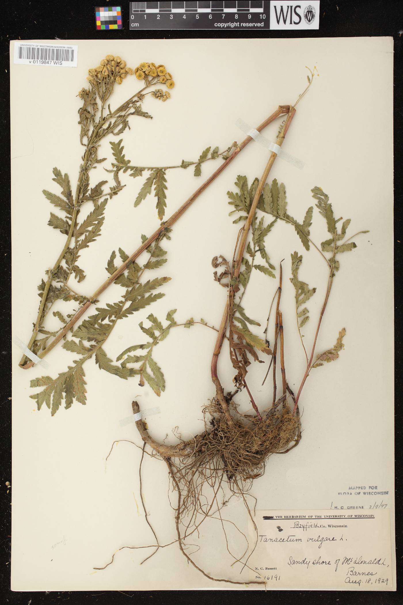 Tanacetum vulgare image