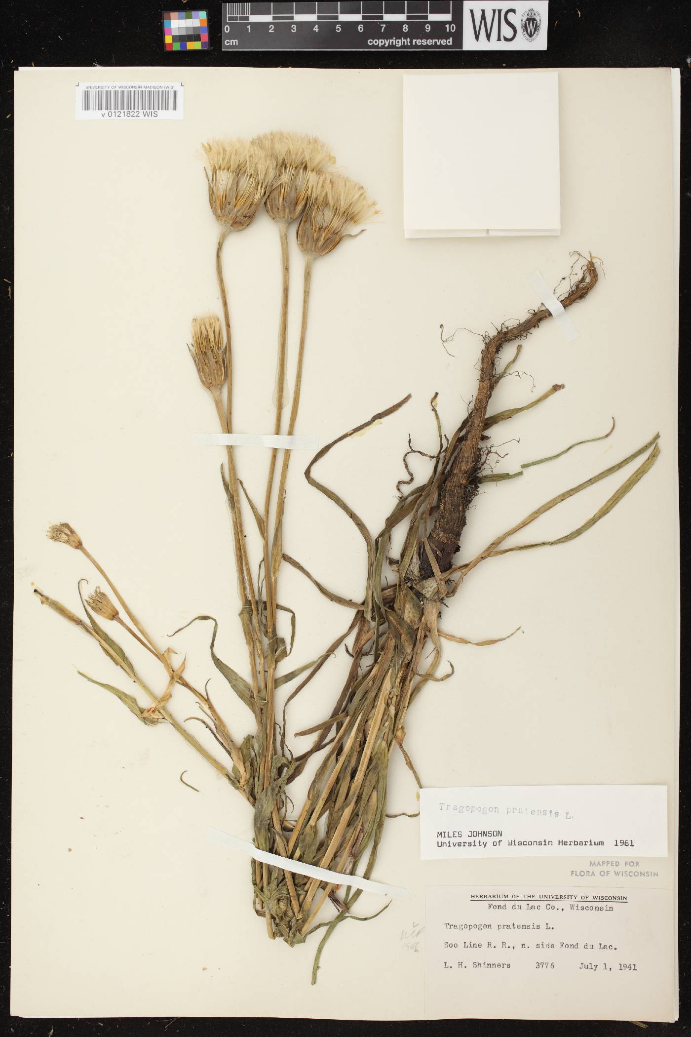 Tragopogon pratensis image