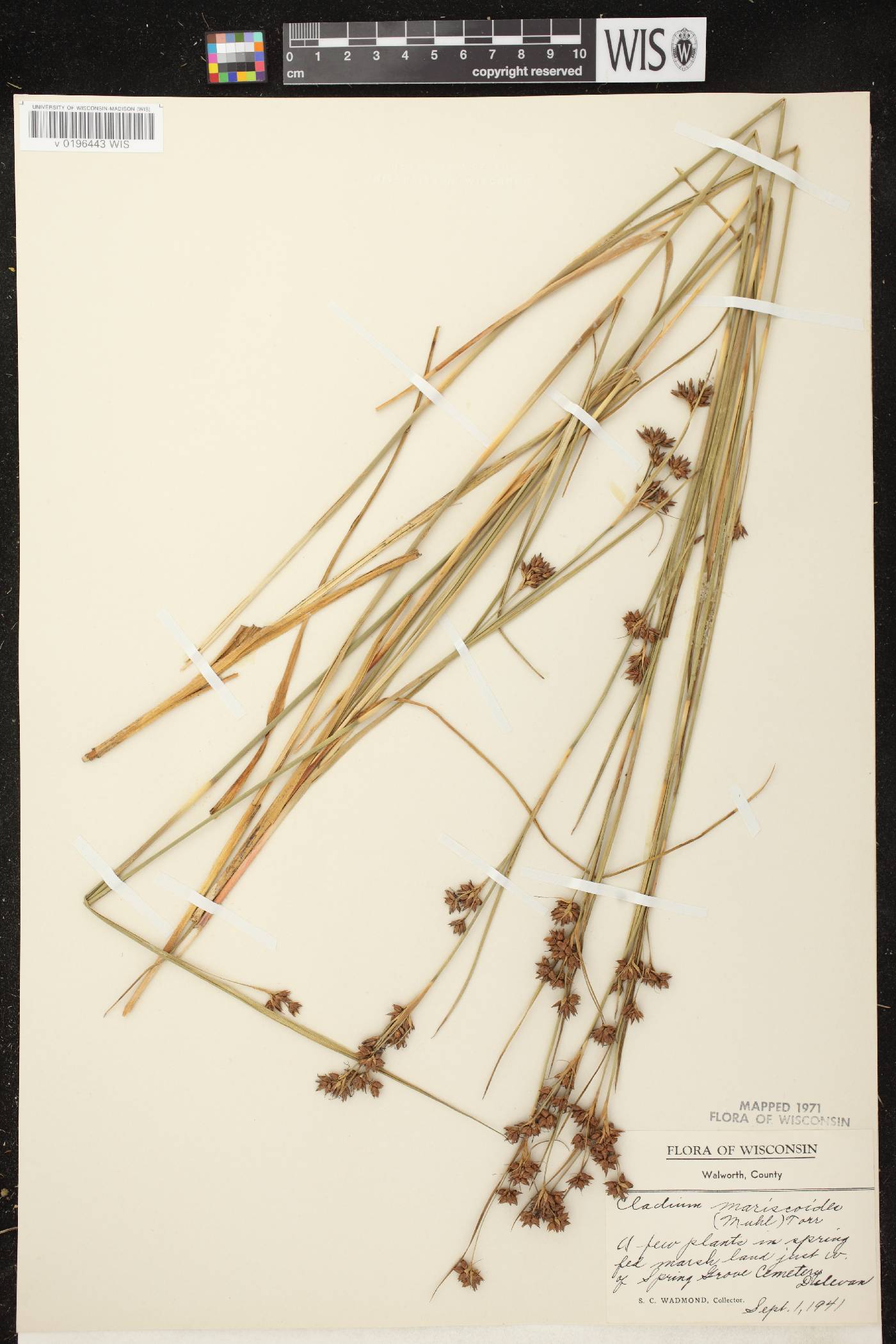 Cladium mariscoides image
