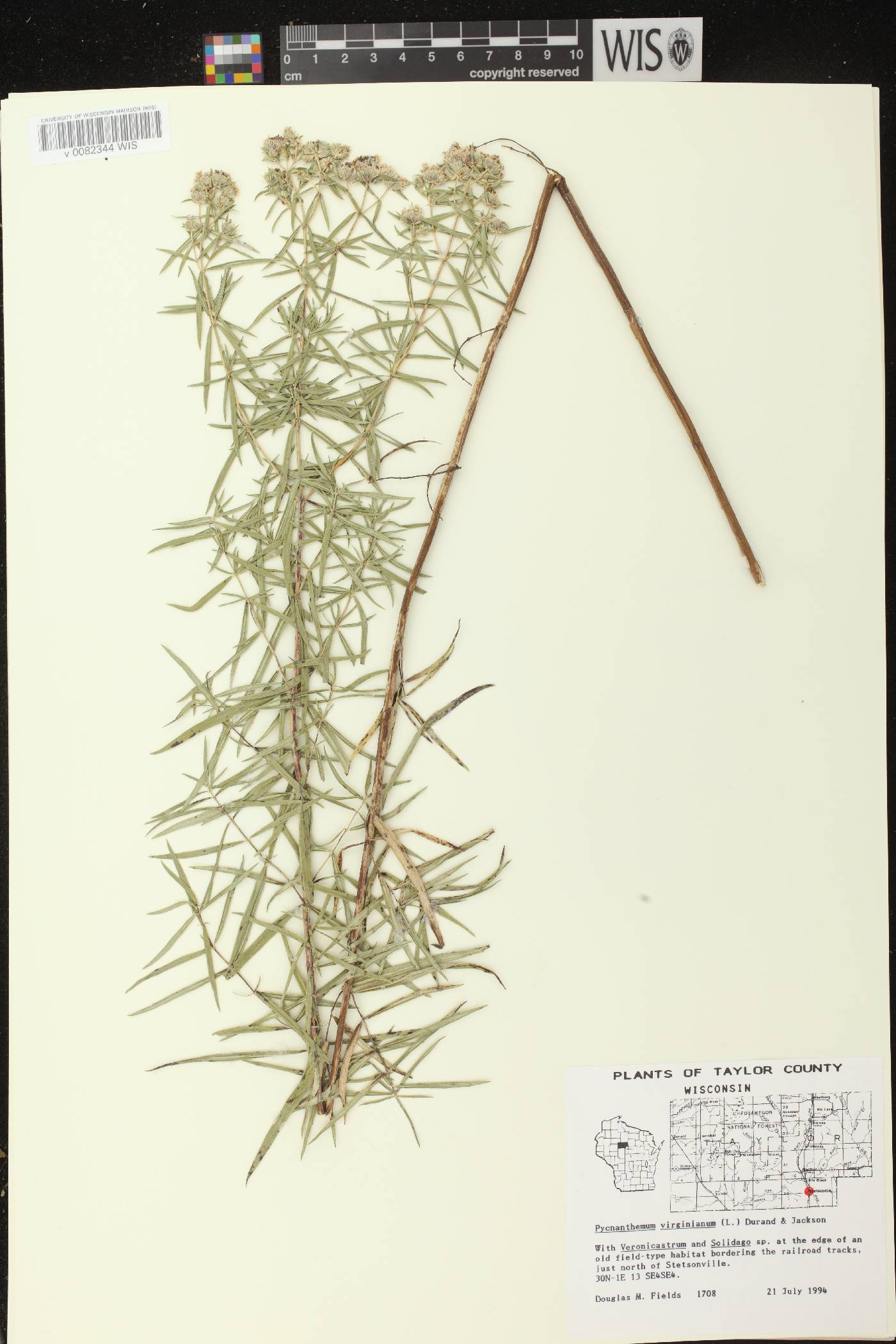 Pycnanthemum virginianum image