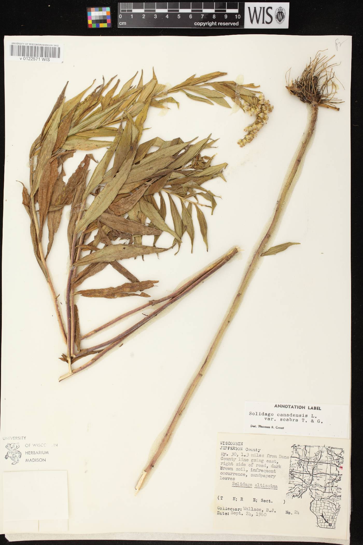 Solidago altissima subsp. altissima image