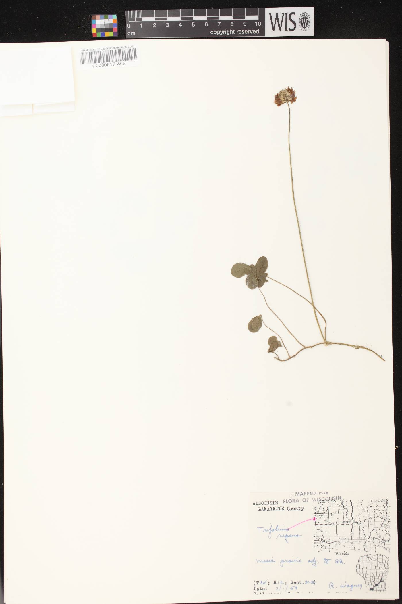 Trifolium repens image