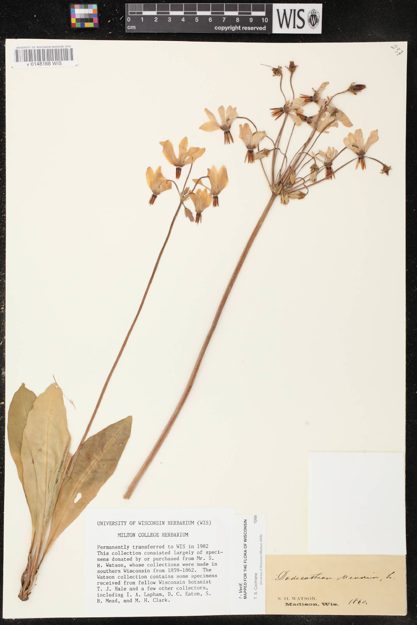 Primula meadia image