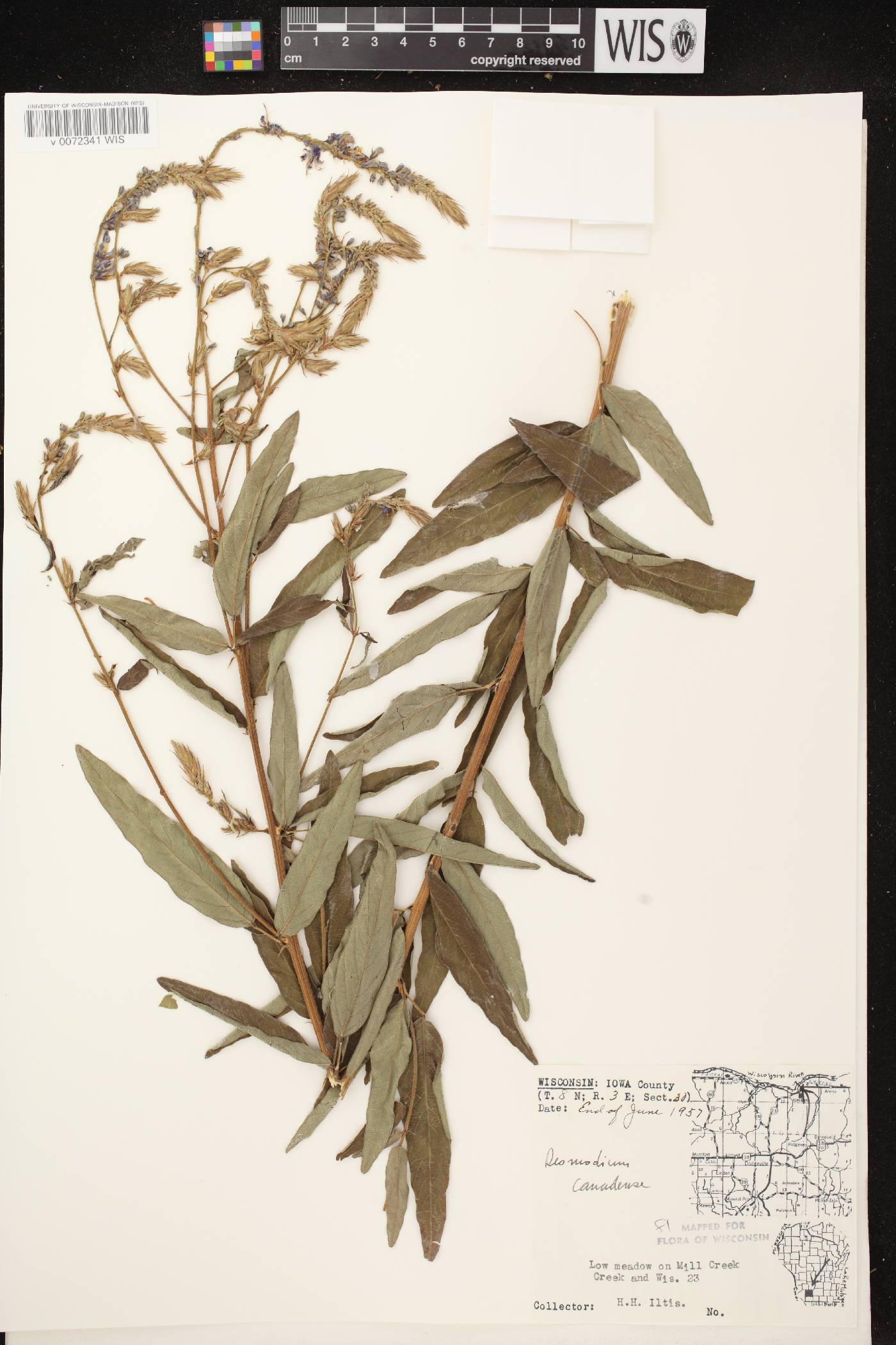Desmodium canadense image