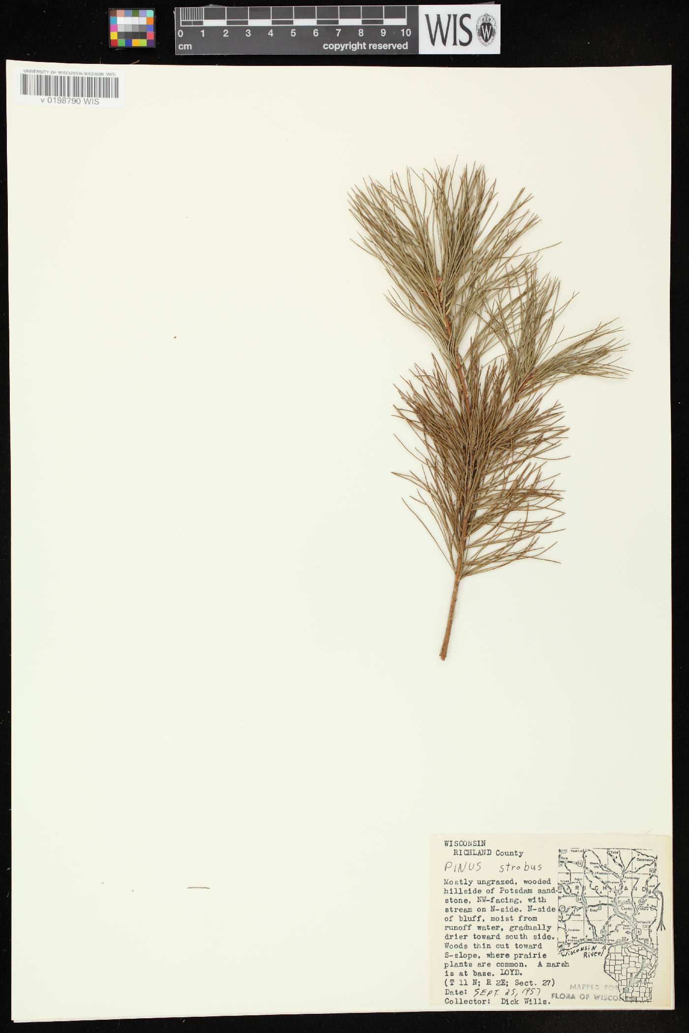 Pinus strobus image