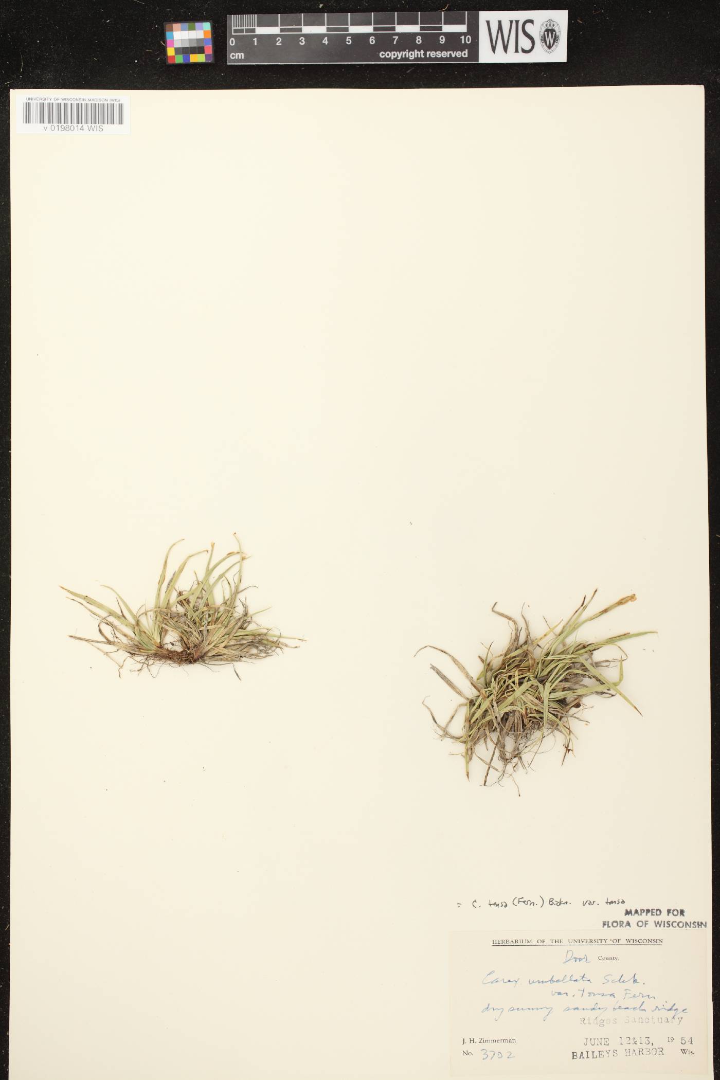 Carex tonsa var. tonsa image