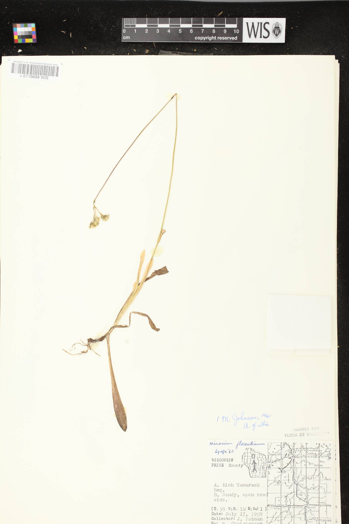 Hieracium piloselloides image