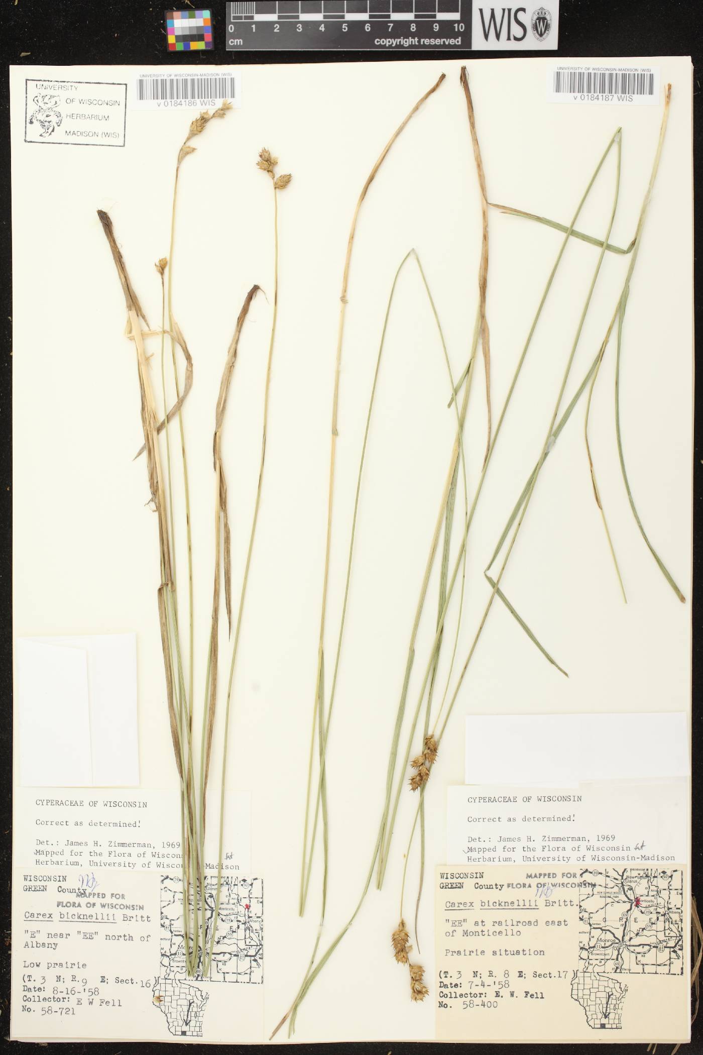 Carex bicknellii image