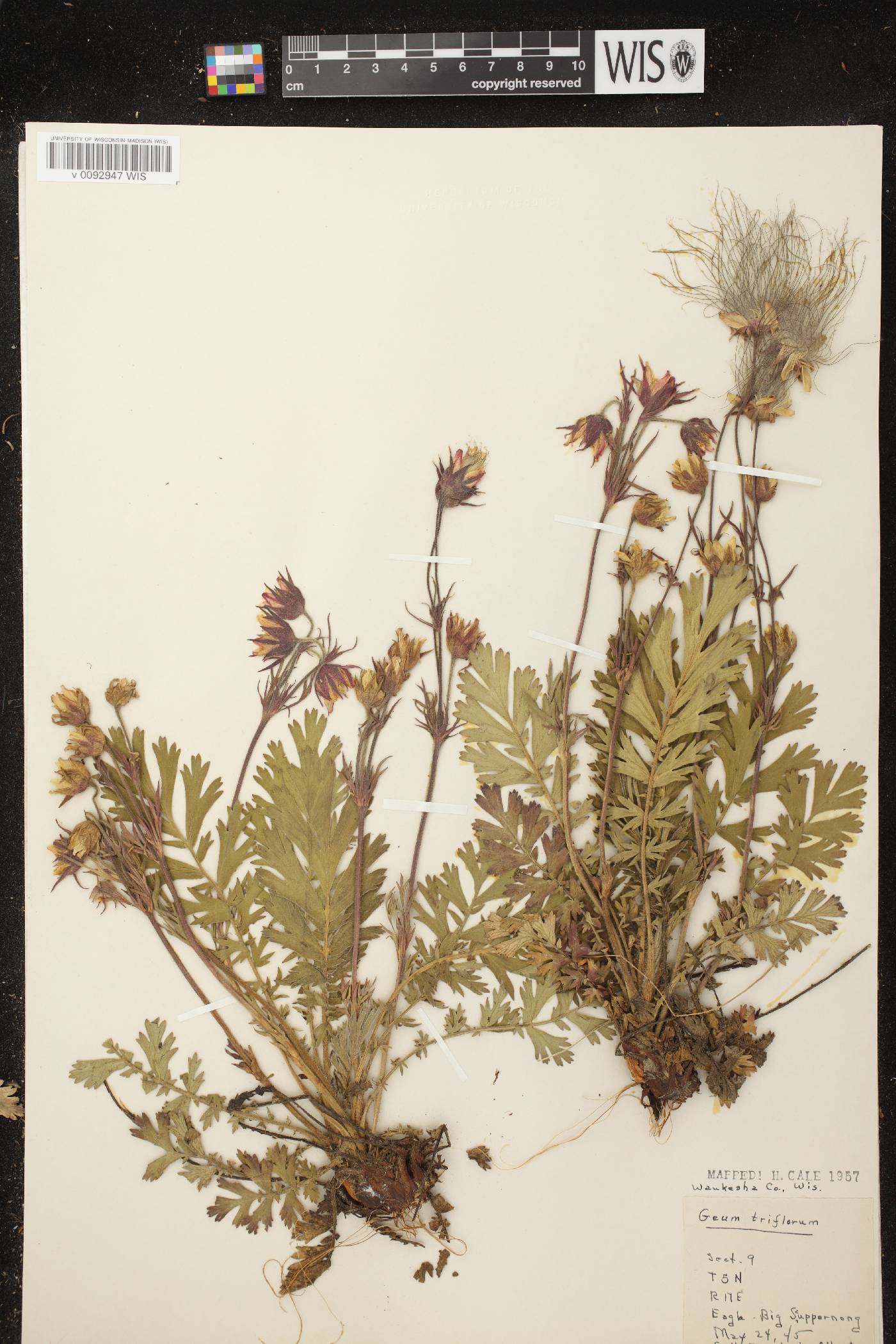 Geum triflorum var. triflorum image