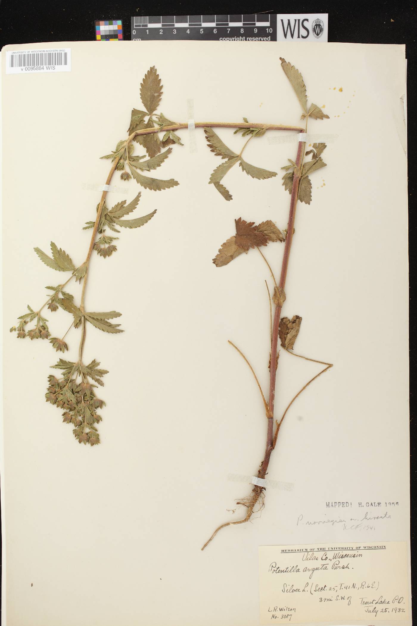 Potentilla norvegica image