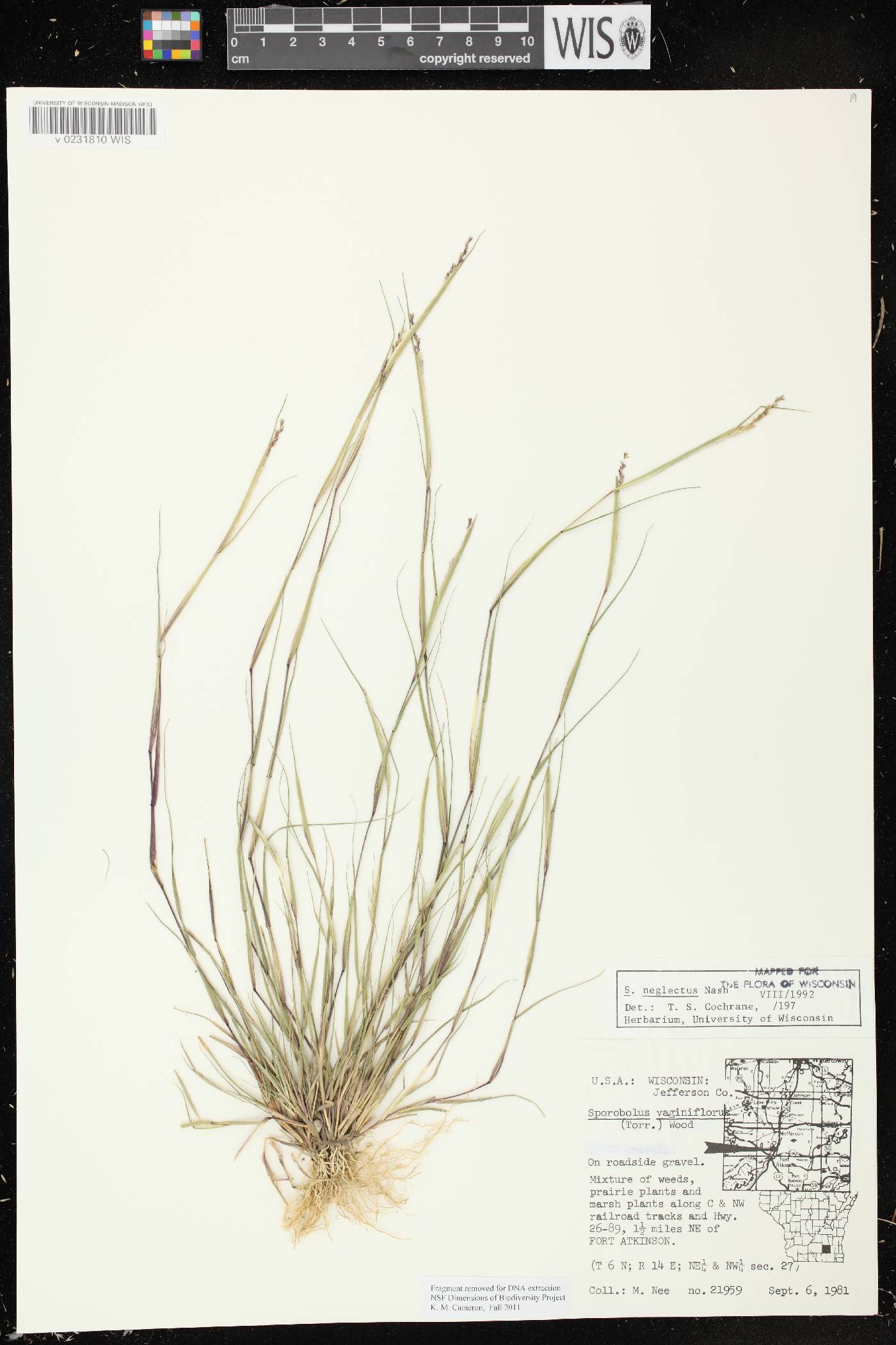 Sporobolus neglectus image